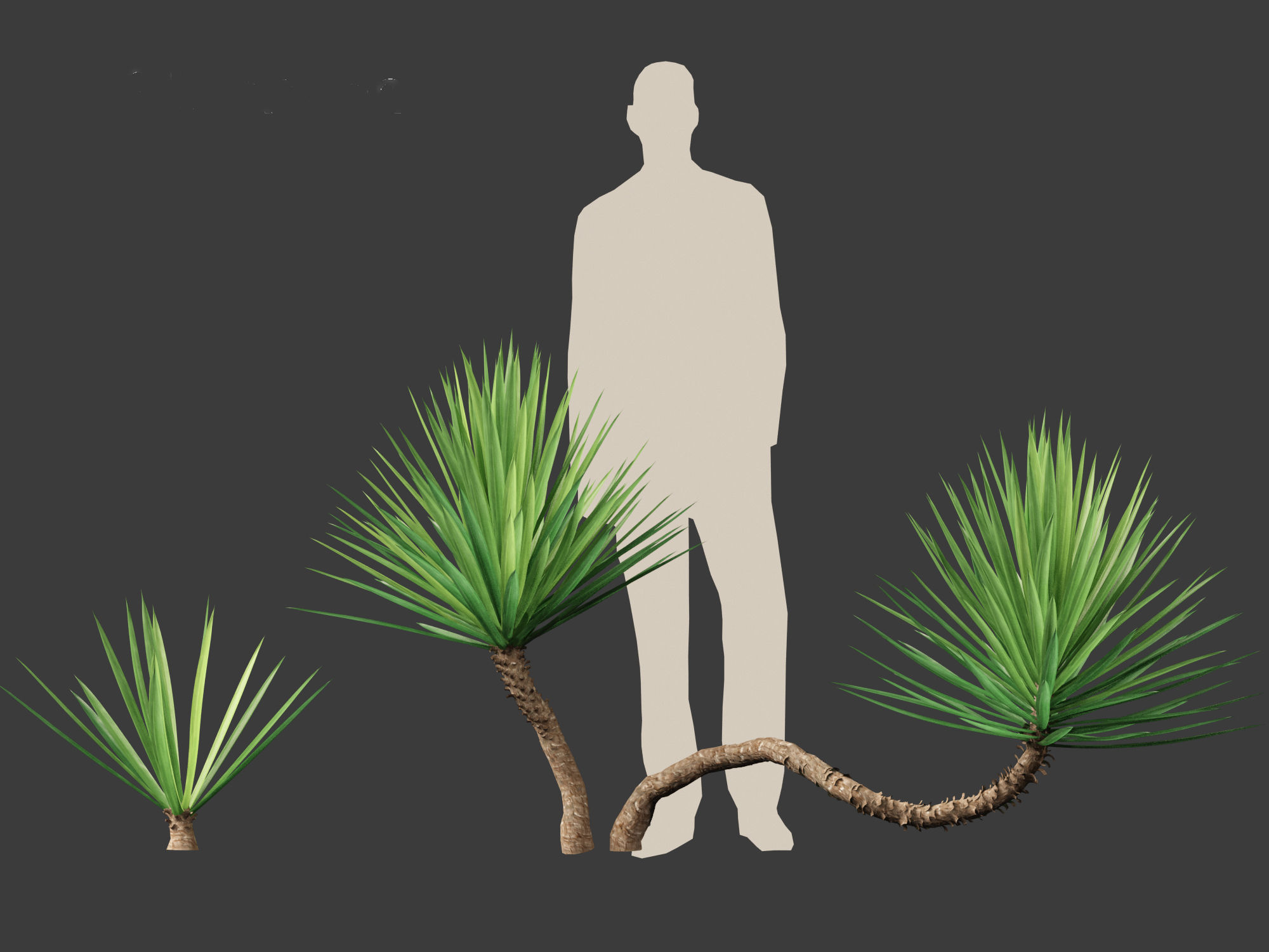 Yucca aloifolia - Aloe Yucca Dagger Plant 01 3D model_3