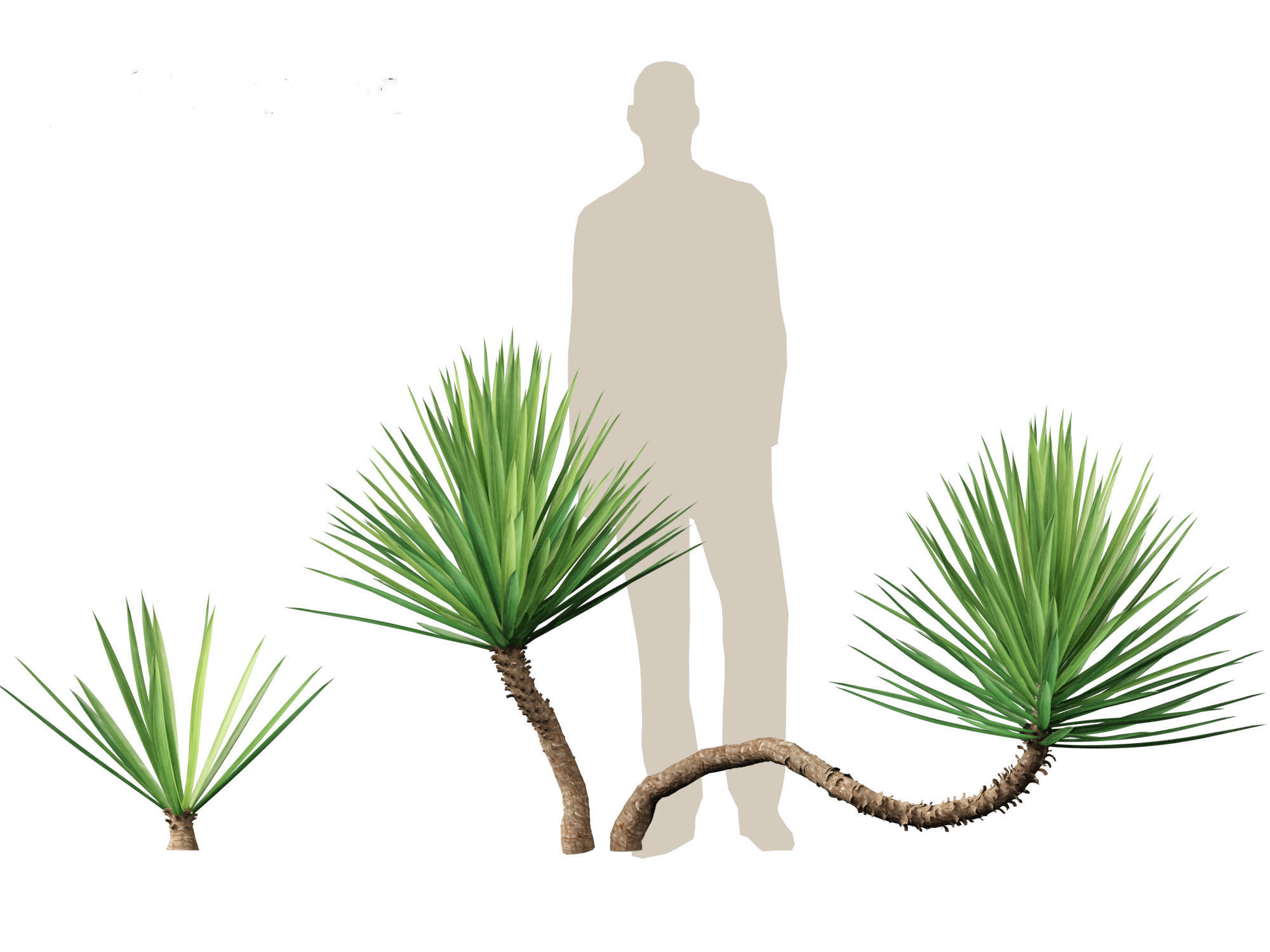 Yucca aloifolia - Aloe Yucca Dagger Plant 01 3D model_2