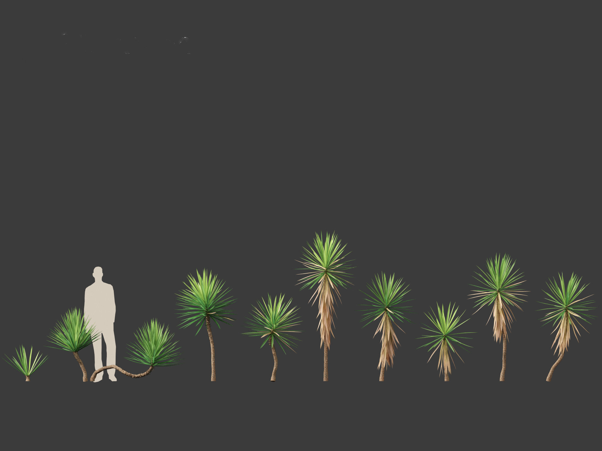 Yucca aloifolia - Aloe Yucca Dagger Plant 01 3D model_1