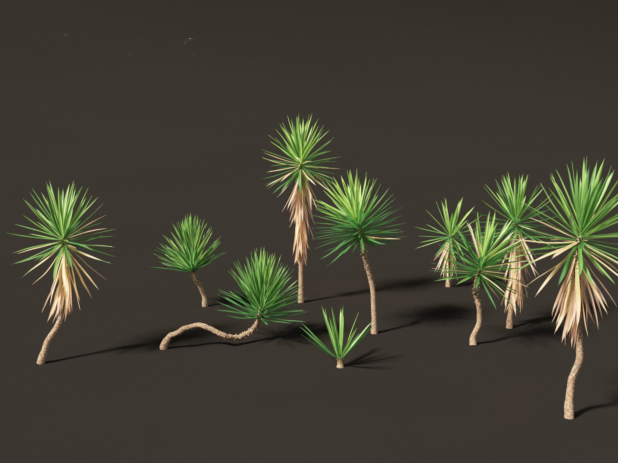 Yucca aloifolia - Aloe Yucca Dagger Plant 01 3D model_8