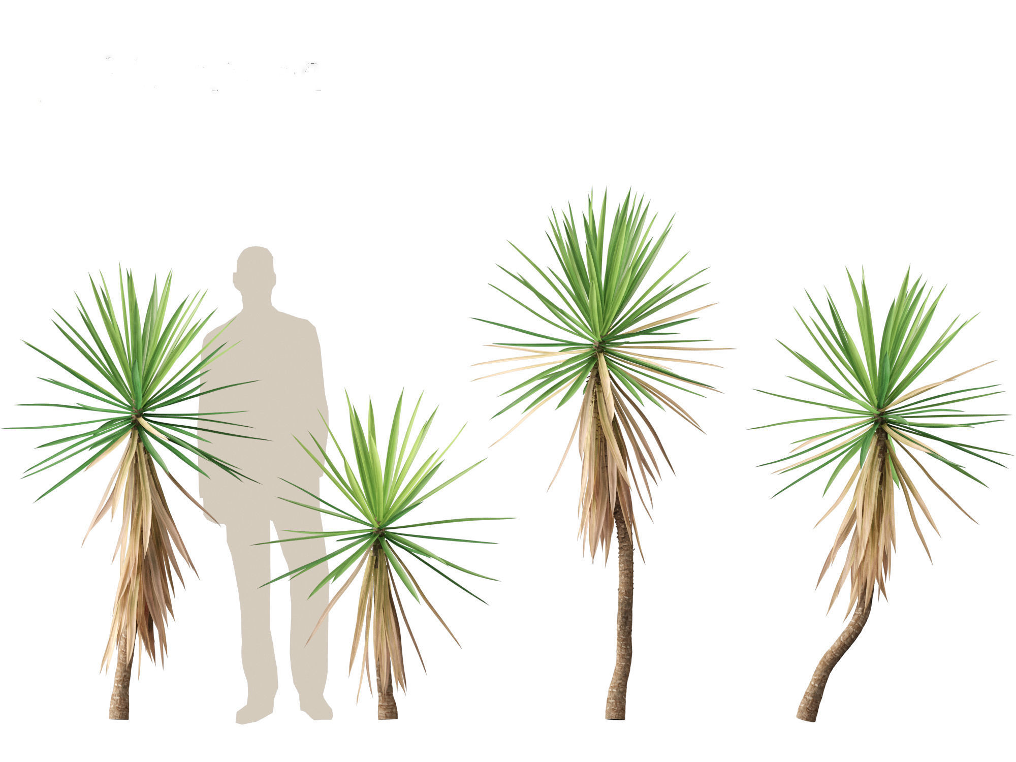 Yucca aloifolia - Aloe Yucca Dagger Plant 01 3D model_6