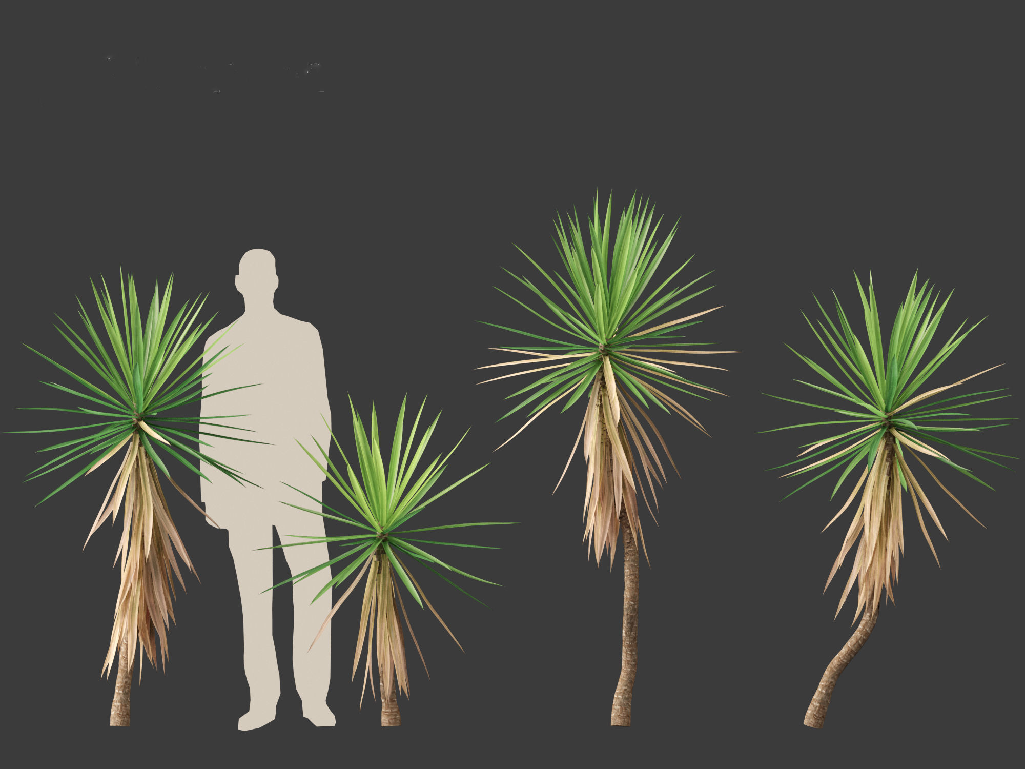 Yucca aloifolia - Aloe Yucca Dagger Plant 01 3D model_7