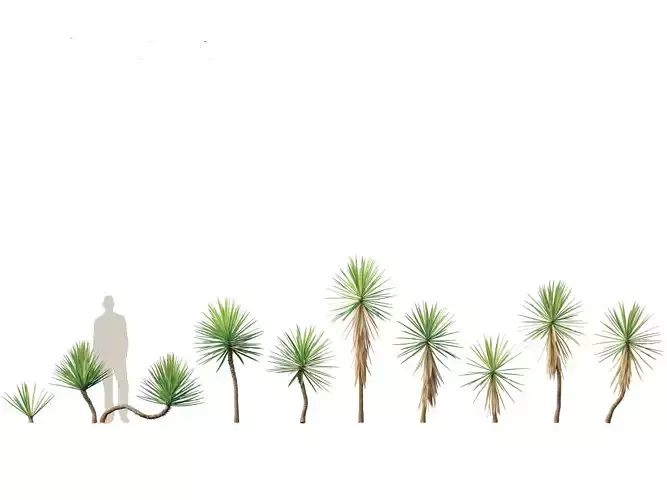 Yucca aloifolia - Aloe Yucca Dagger Plant 01 3D model