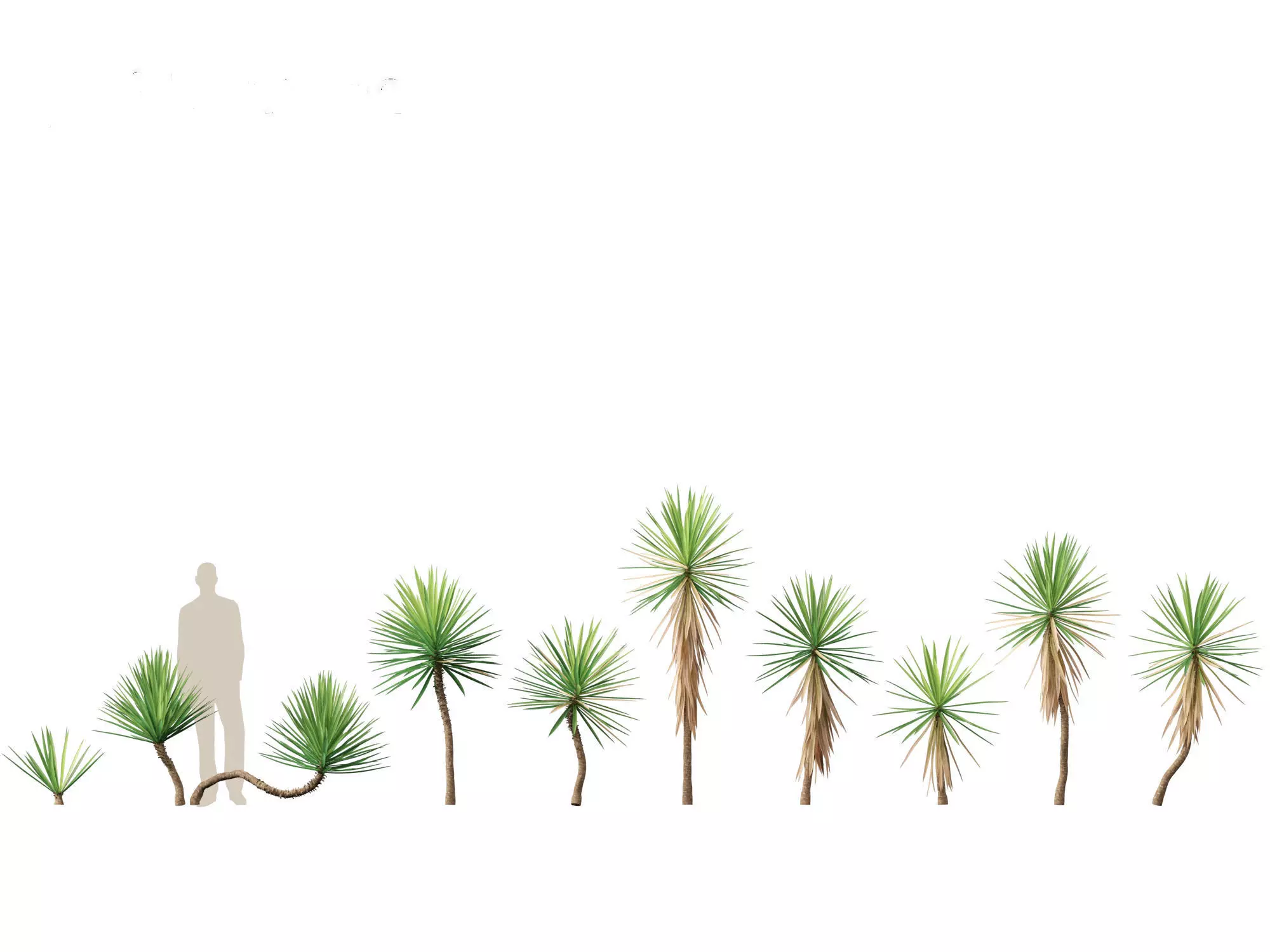 Yucca aloifolia - Aloe Yucca Dagger Plant 01 3D model_0