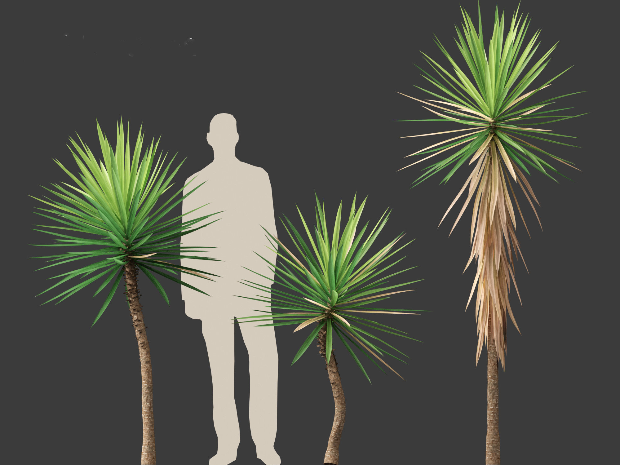 Yucca aloifolia - Aloe Yucca Dagger Plant 01 3D model_5