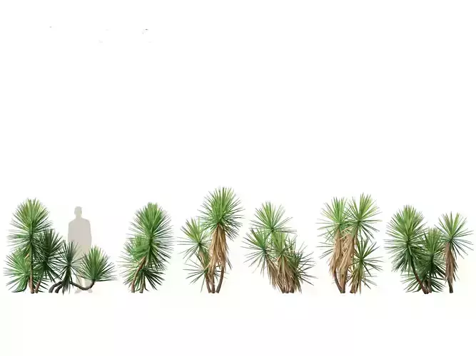 Yucca aloifolia - Aloe Yucca Dagger Plant 02 3D model