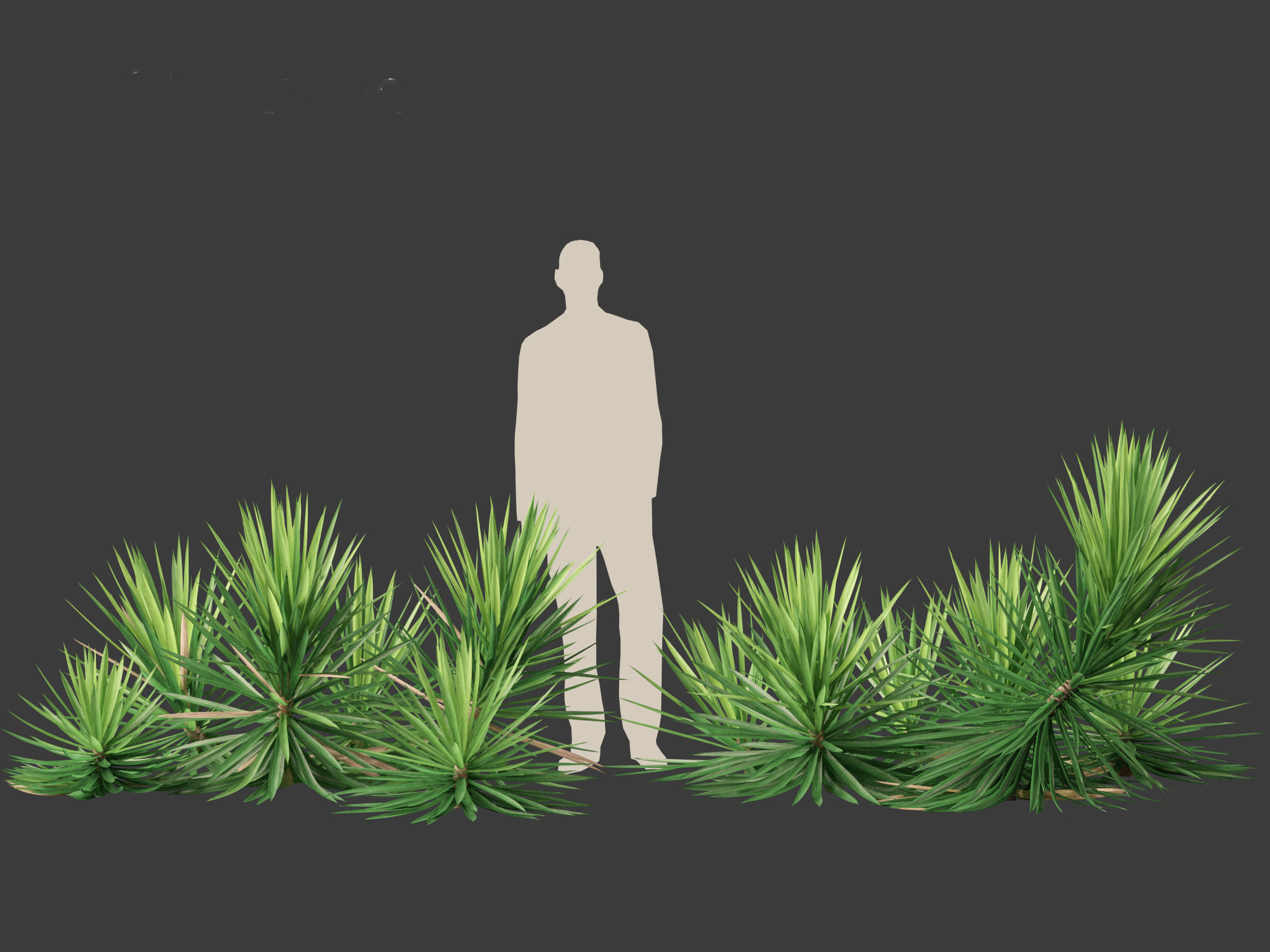 Yucca aloifolia - Aloe Yucca Dagger Plant 03 3D model_5