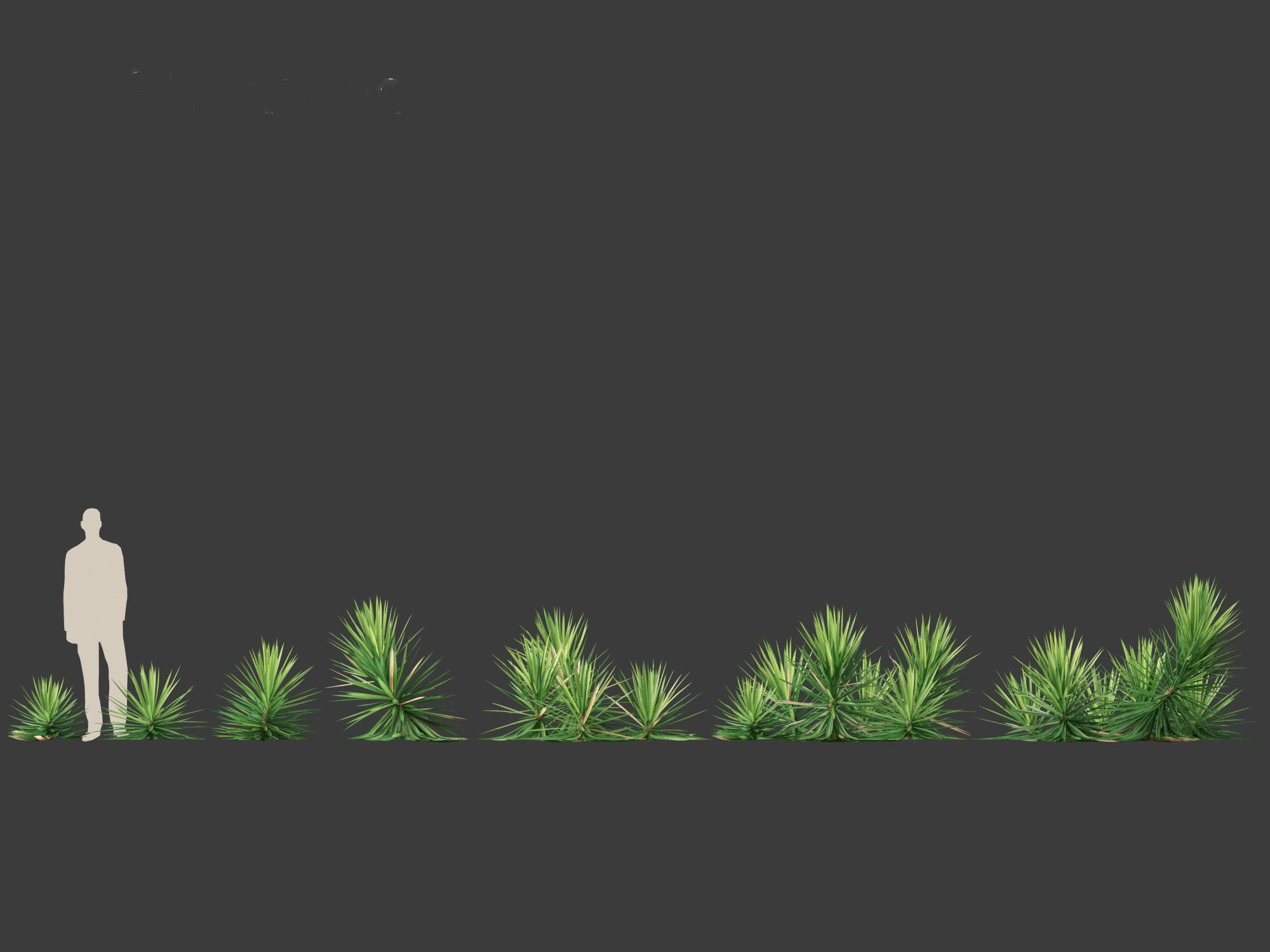 Yucca aloifolia - Aloe Yucca Dagger Plant 03 3D model_1