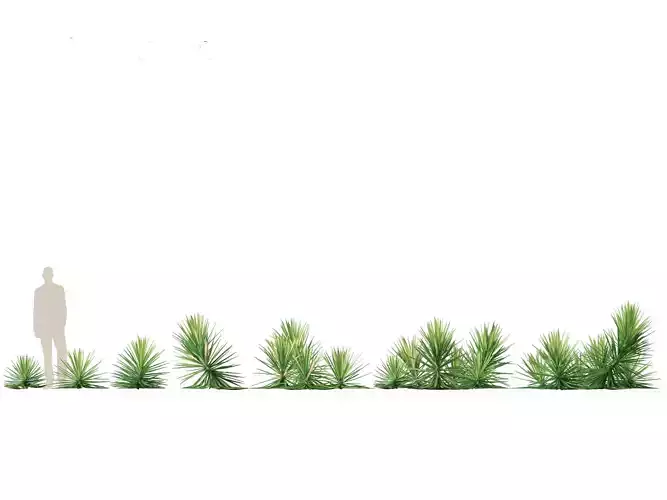 Yucca aloifolia - Aloe Yucca Dagger Plant 03 3D model