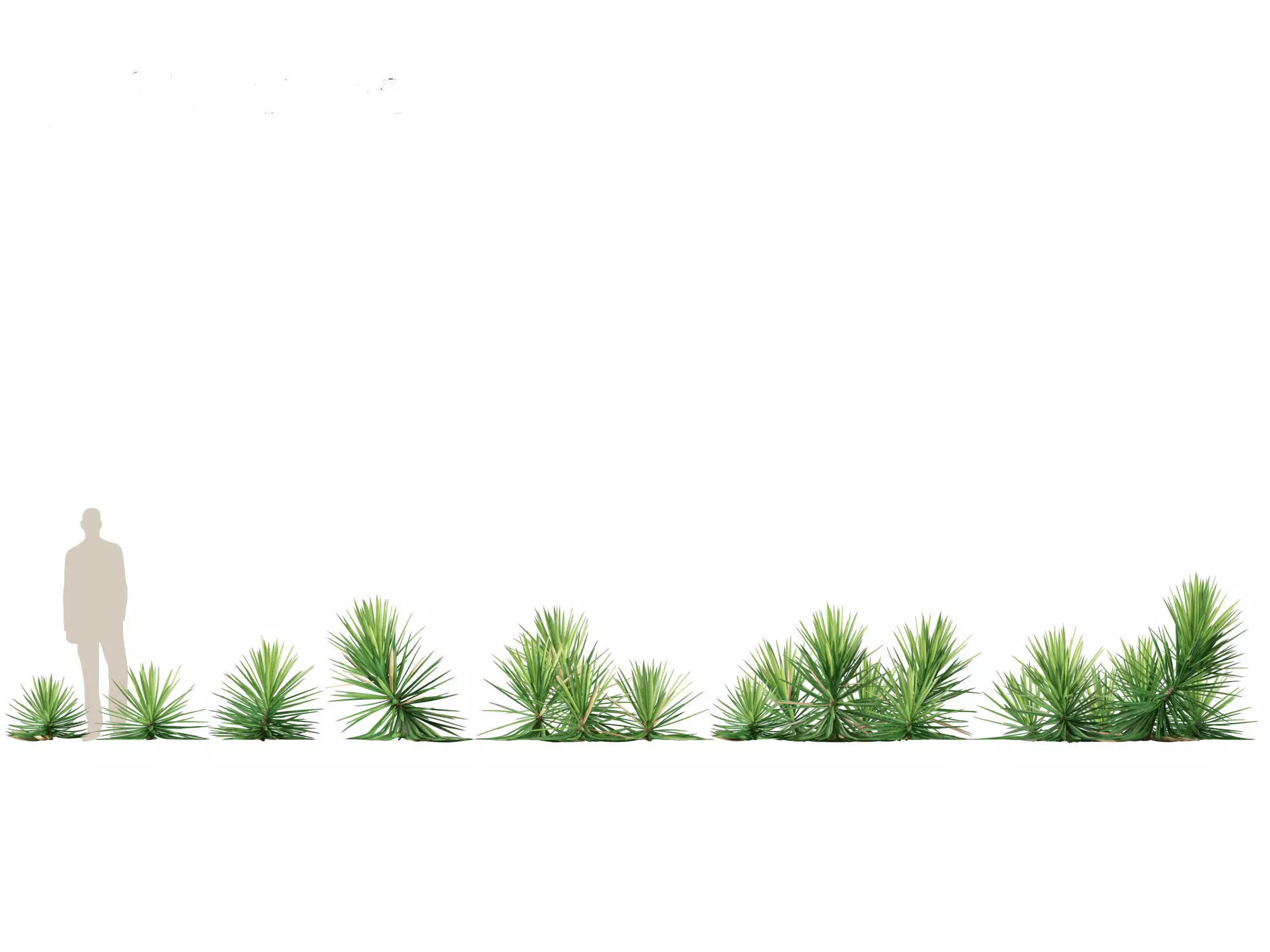 Yucca aloifolia - Aloe Yucca Dagger Plant 03 3D model_0