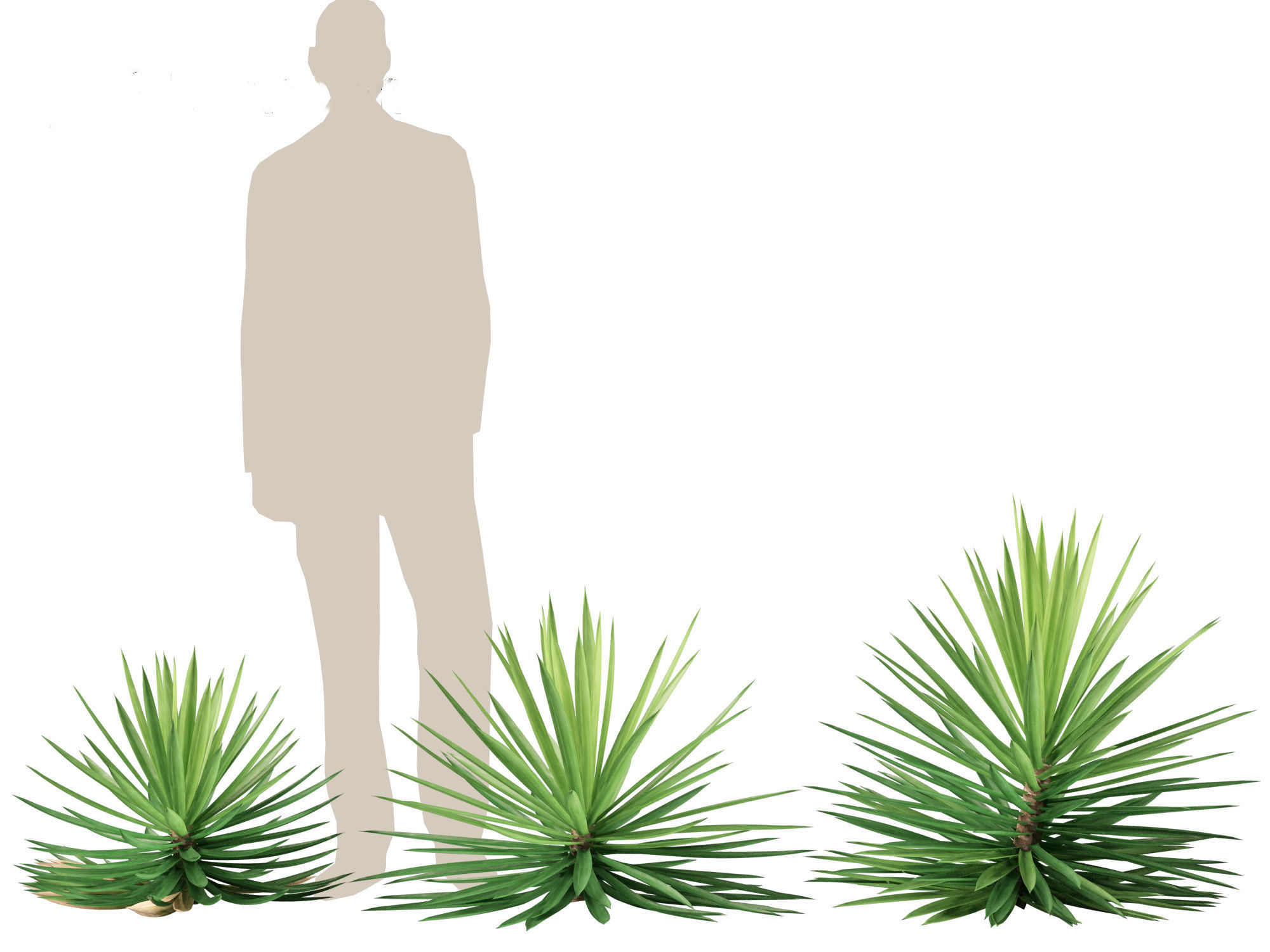 Yucca aloifolia - Aloe Yucca Dagger Plant 03 3D model_4