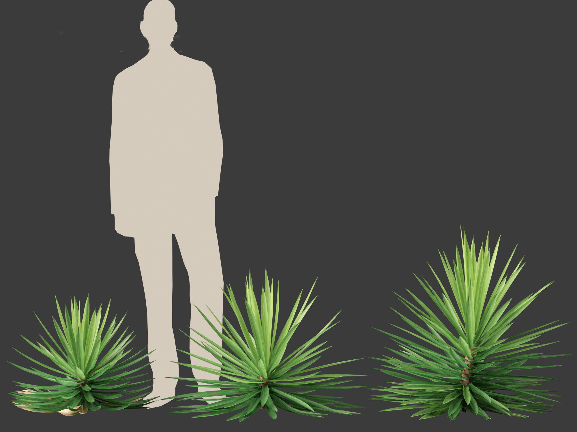 Yucca aloifolia - Aloe Yucca Dagger Plant 03 3D model_7