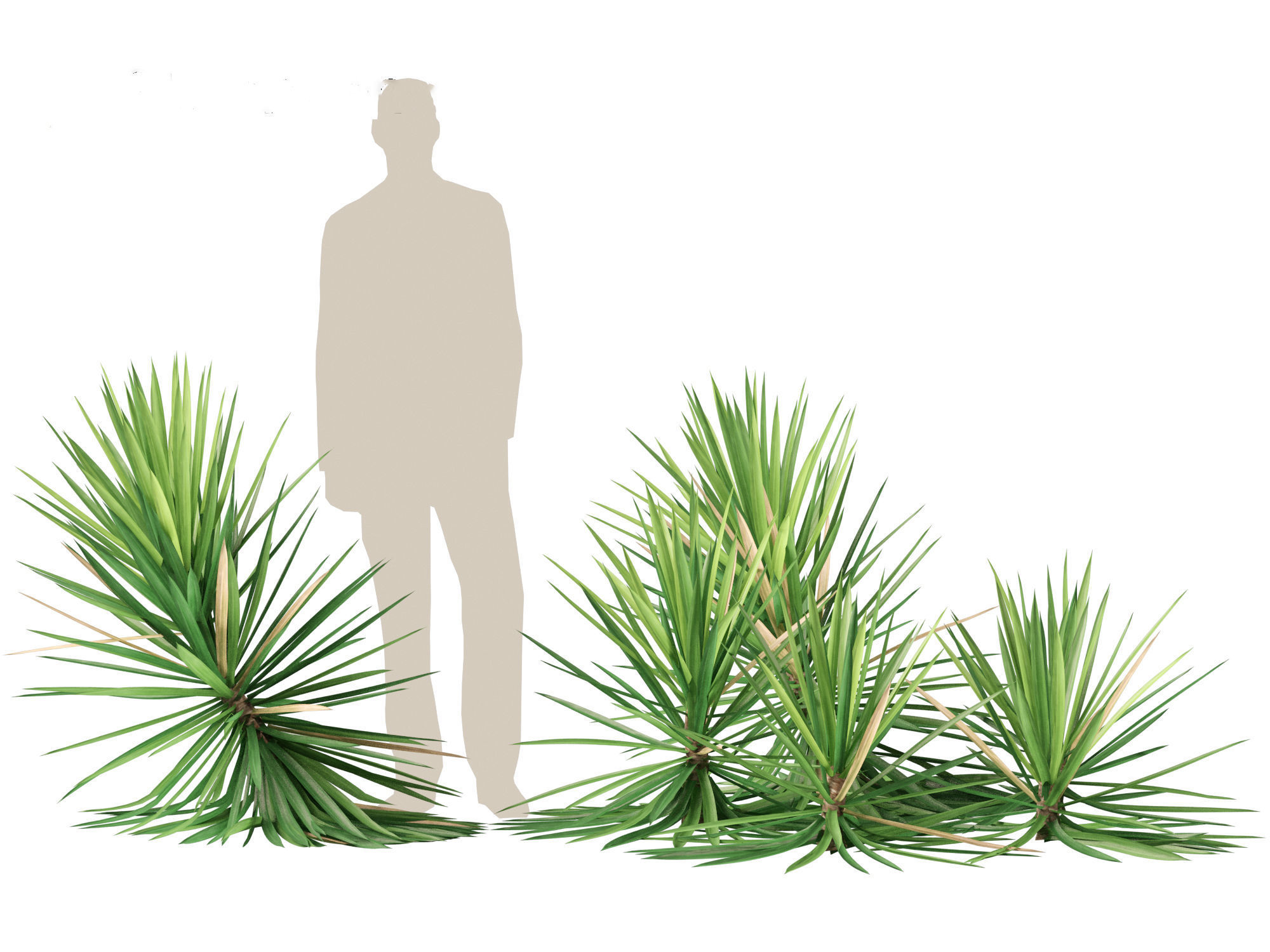 Yucca aloifolia - Aloe Yucca Dagger Plant 03 3D model_8