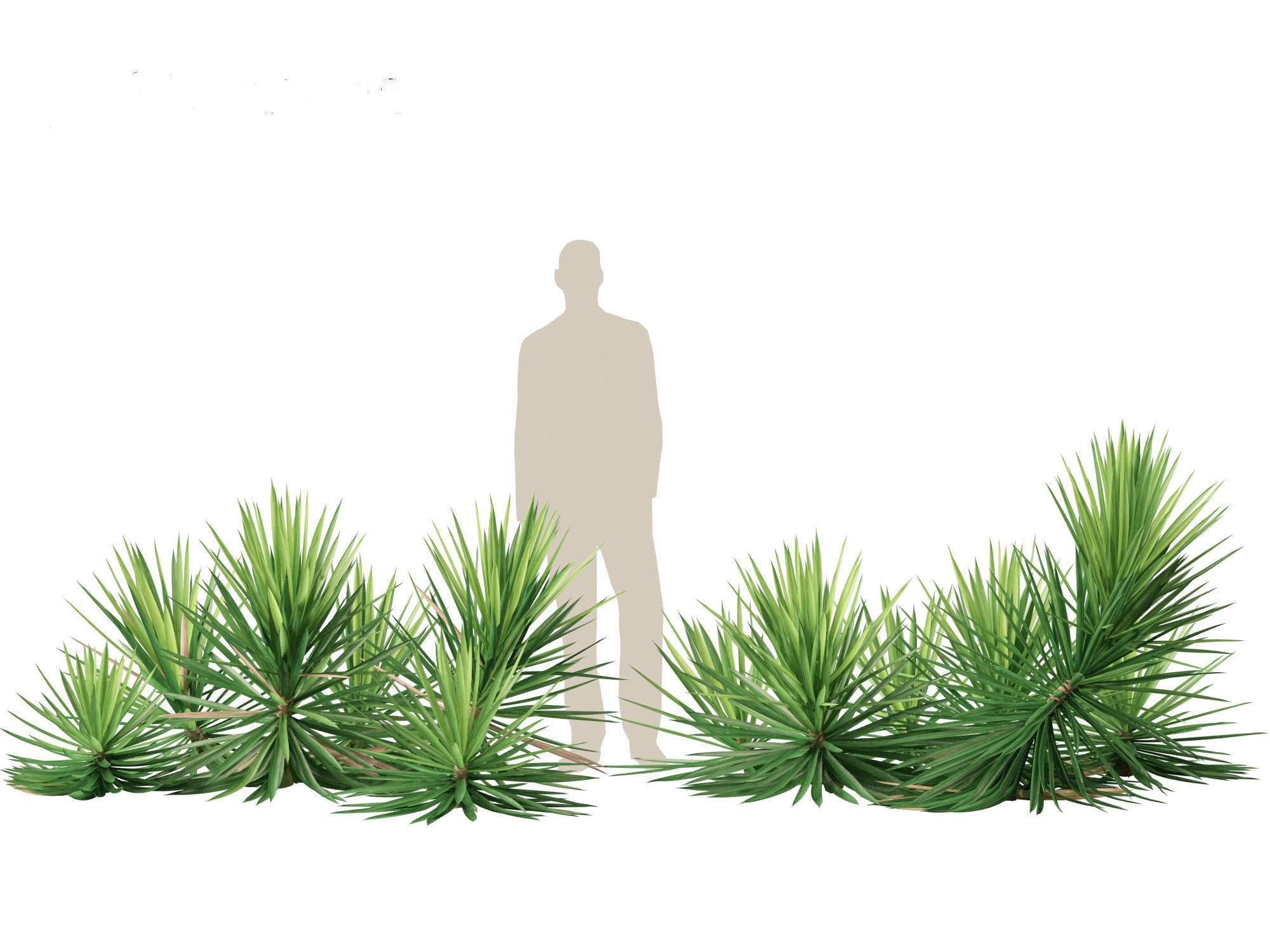 Yucca aloifolia - Aloe Yucca Dagger Plant 03 3D model_3