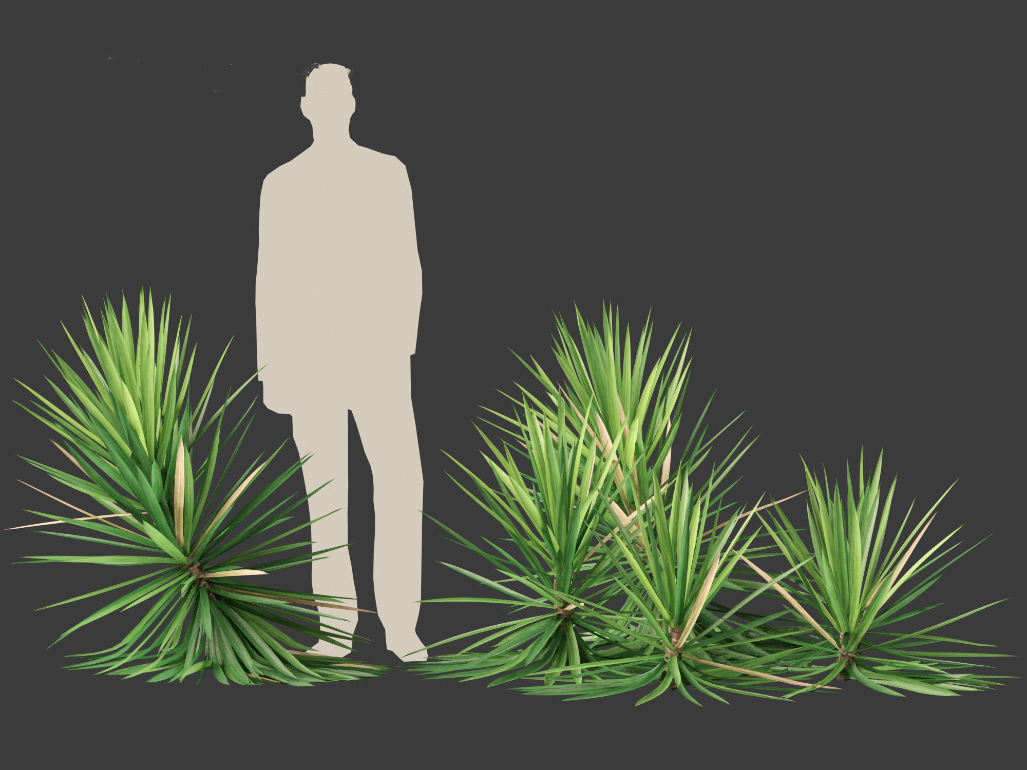 Yucca aloifolia - Aloe Yucca Dagger Plant 03 3D model_2