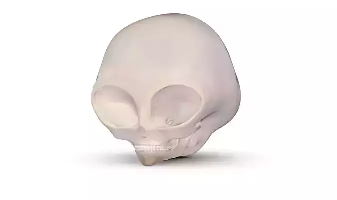 Grey alien skull 