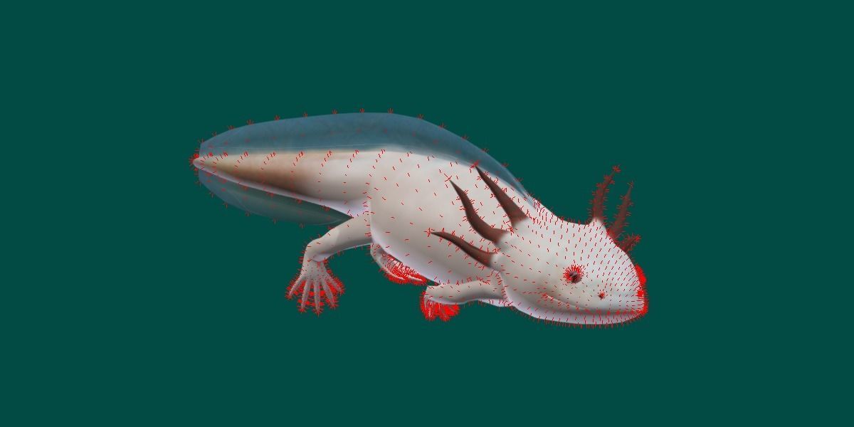 Axolotl Low-poly 3D model_6