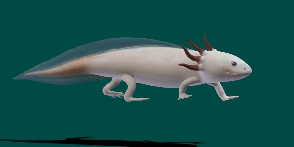 Axolotl Low-poly 3D model_17