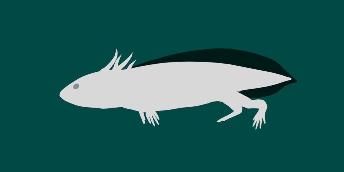 Axolotl Low-poly 3D model_11