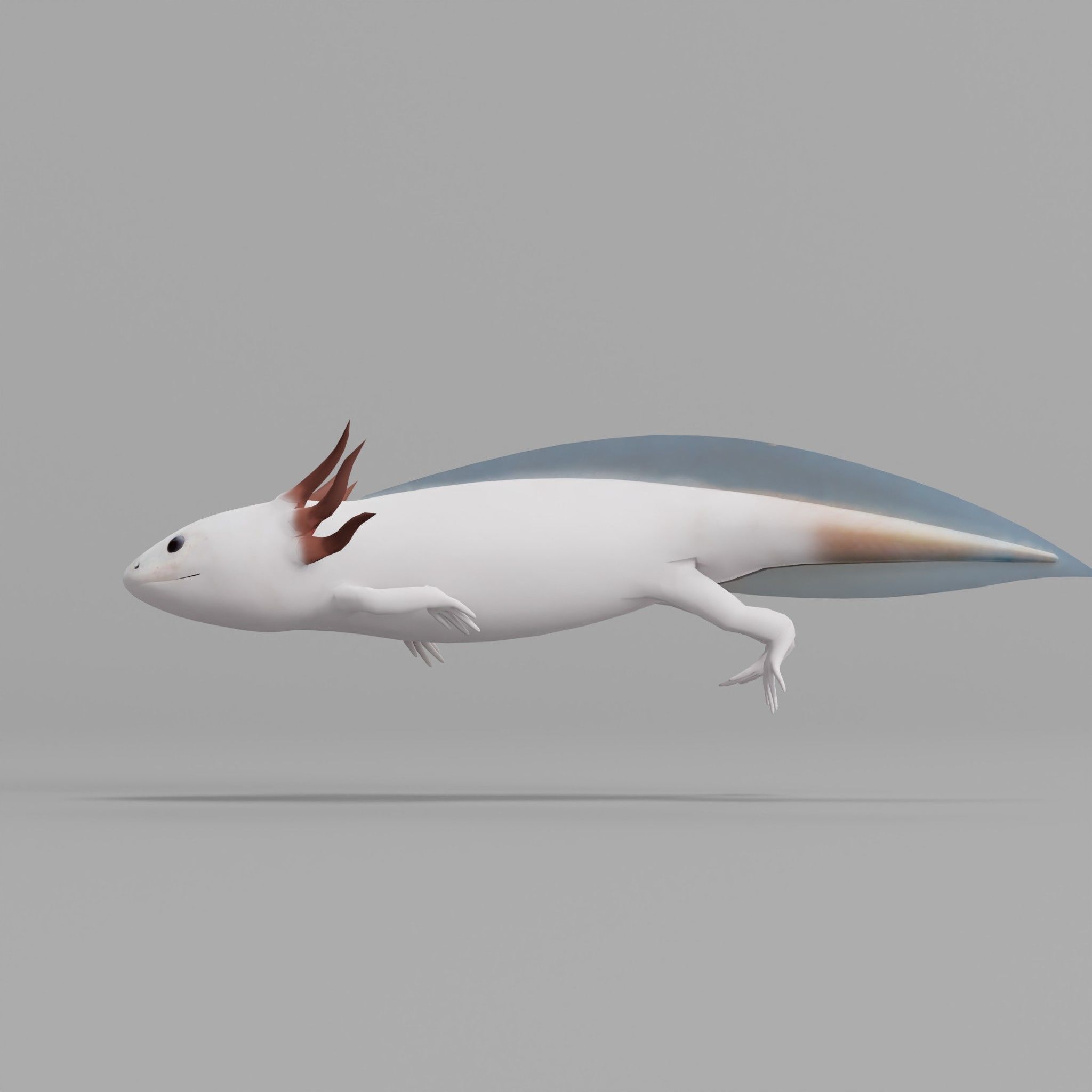 Axolotl Low-poly 3D model_20