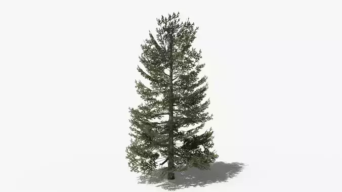 Lowpoly Pine v9 Low-poly 3D model