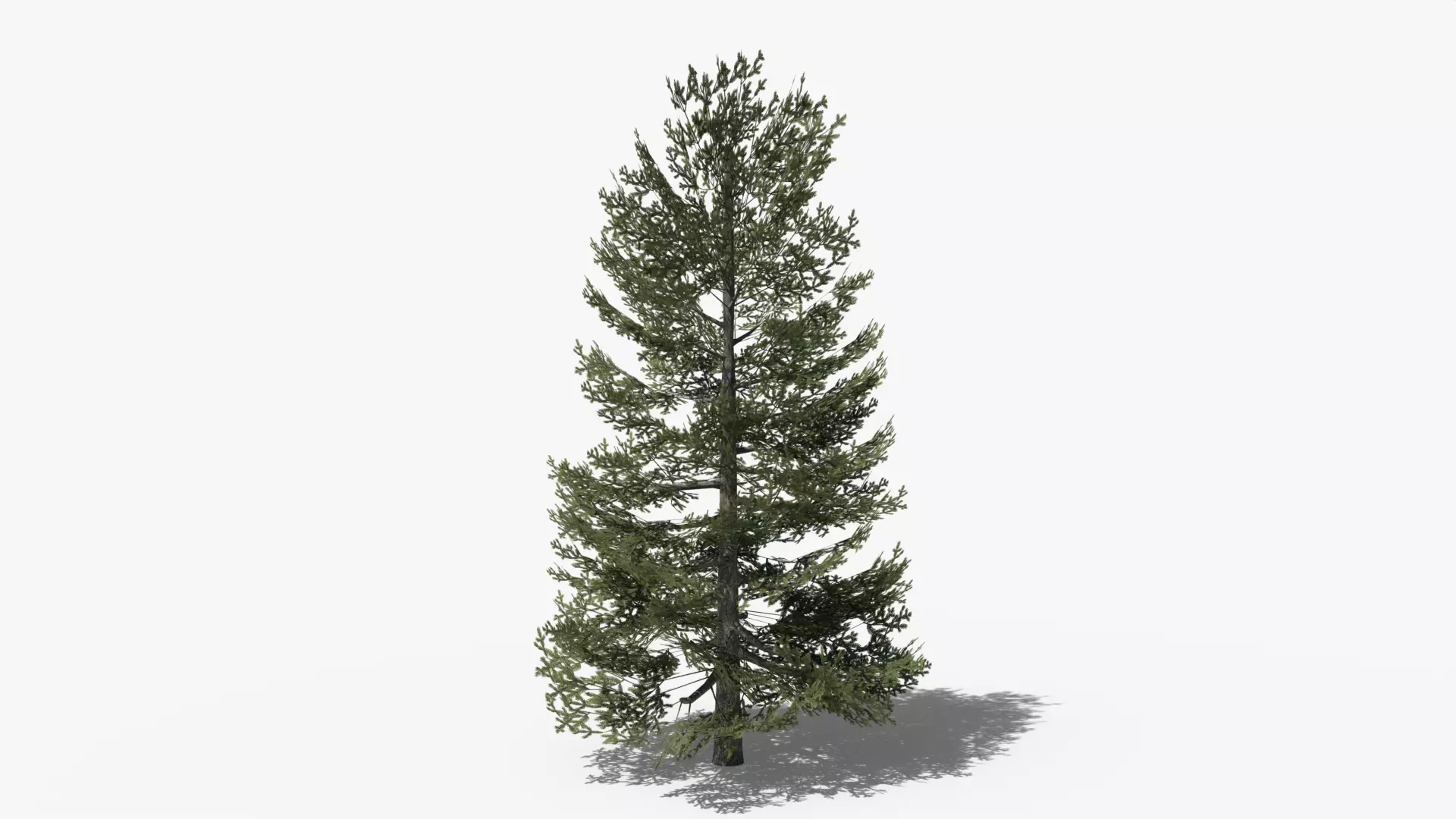 Lowpoly Pine v9 Low-poly 3D model_0