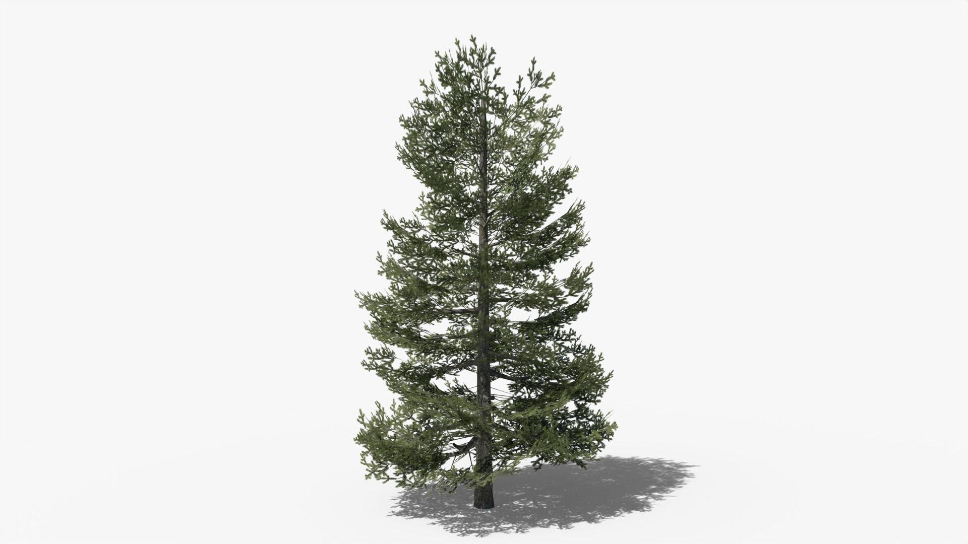 Lowpoly Pine v9 Low-poly 3D model_4