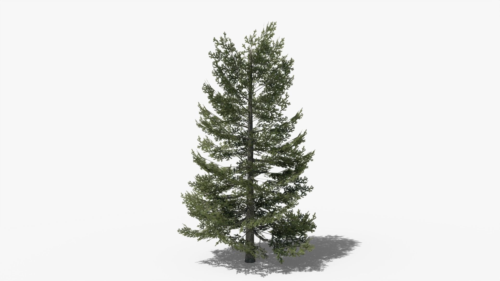 Lowpoly Pine v9 Low-poly 3D model_1