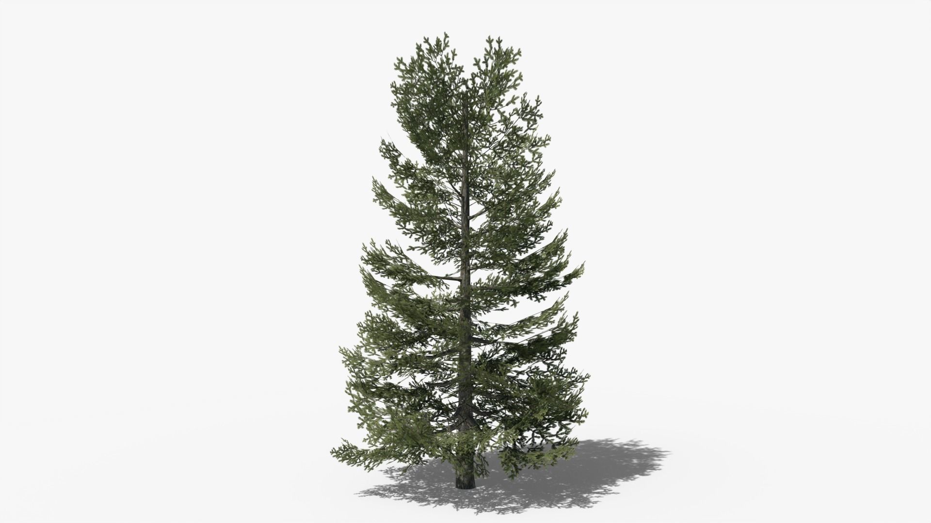 Lowpoly Pine v9 Low-poly 3D model_5