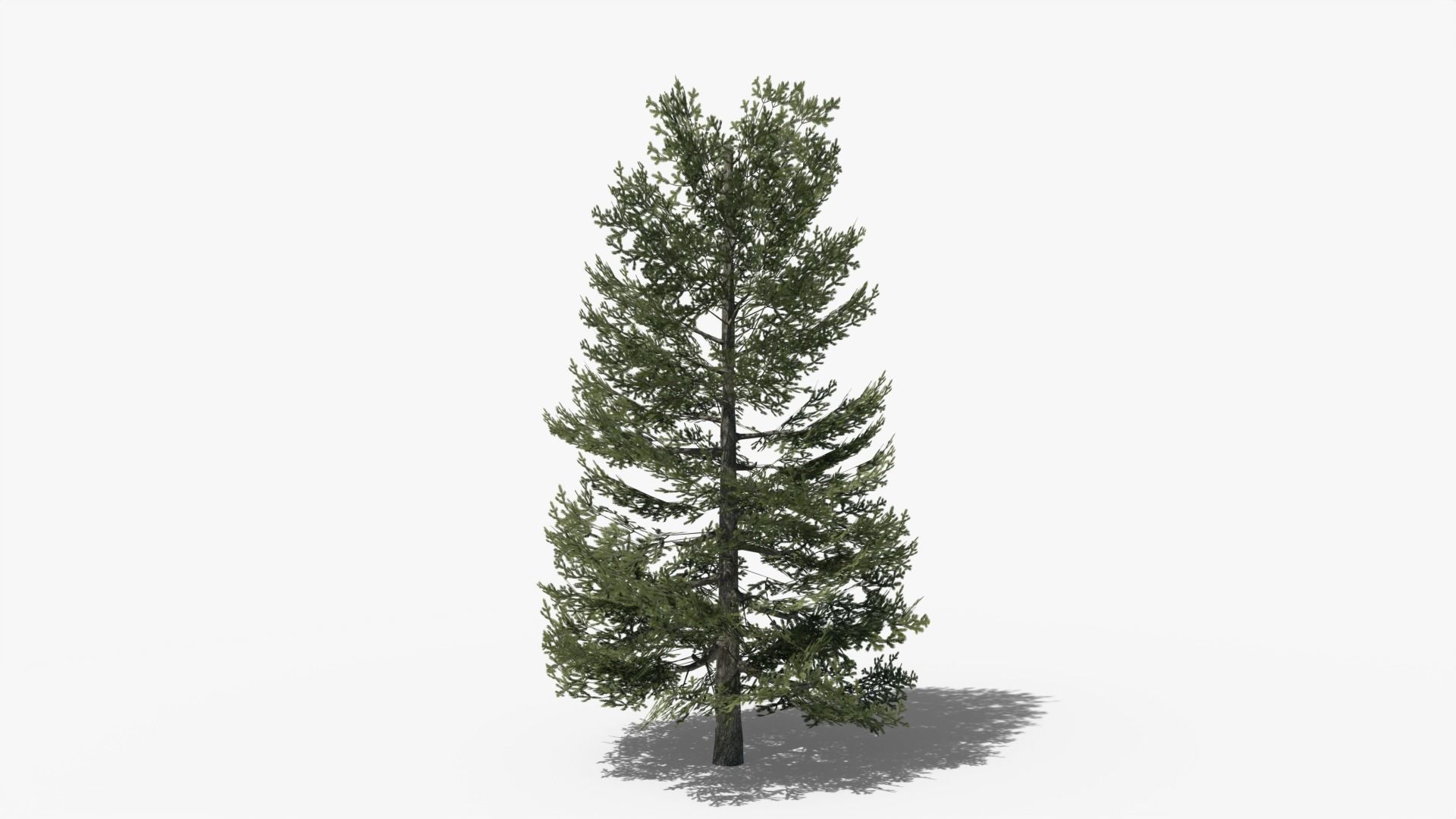 Lowpoly Pine v9 Low-poly 3D model_2