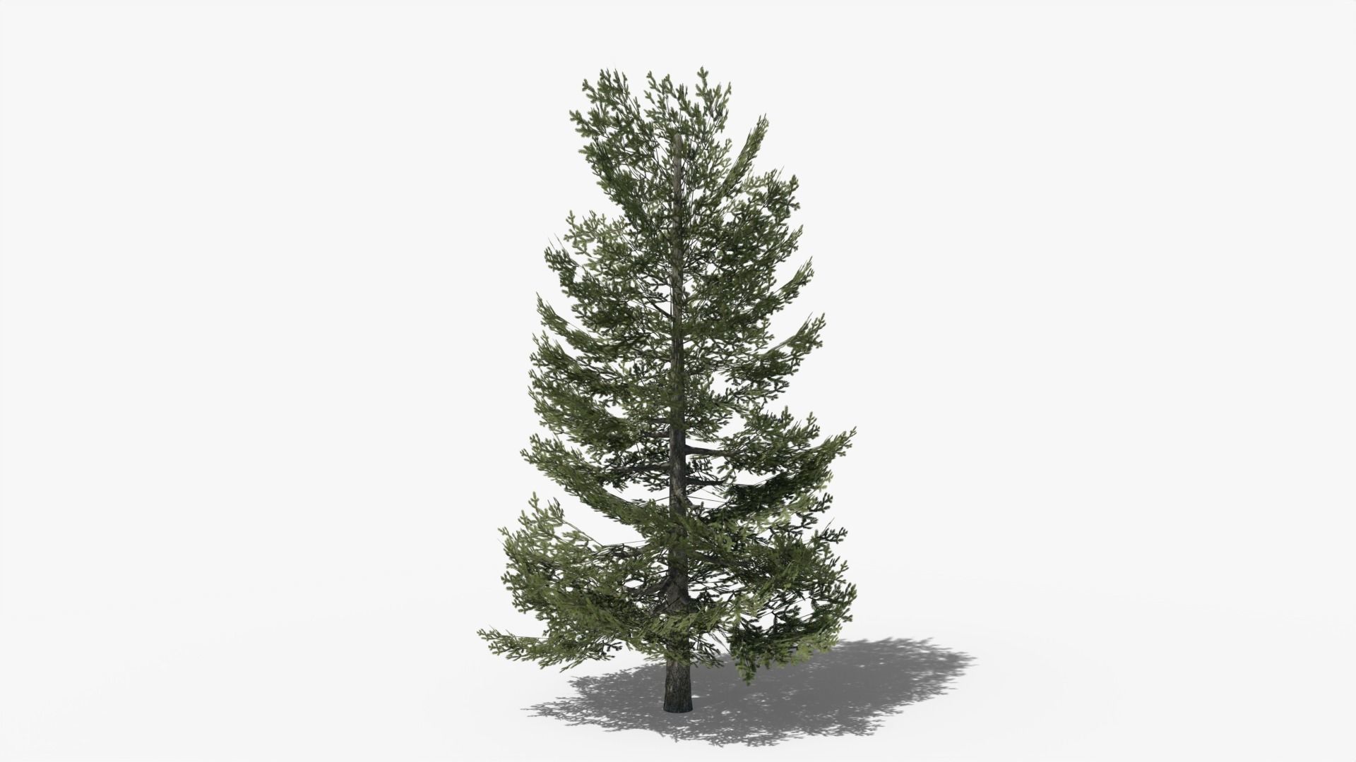 Lowpoly Pine v9 Low-poly 3D model_3