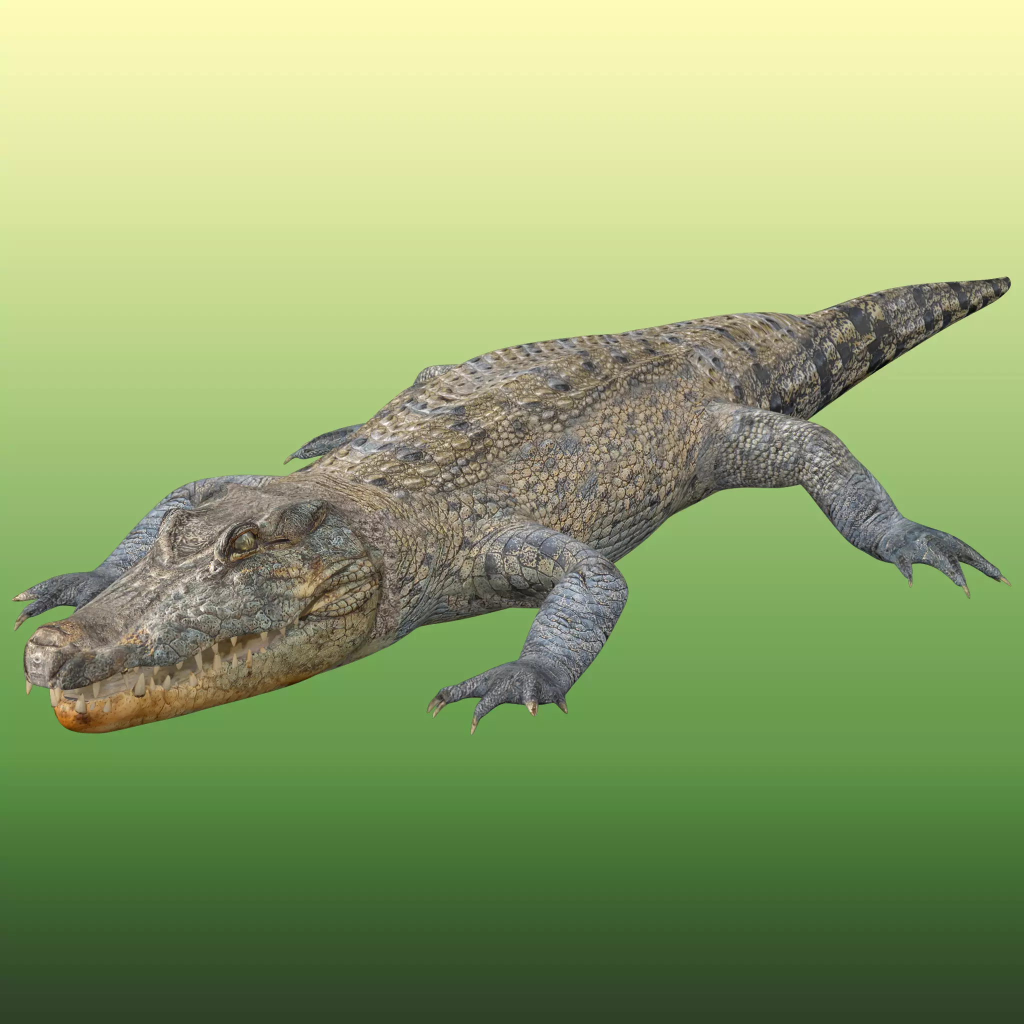 Crocodile Rigged Low-poly 3D model