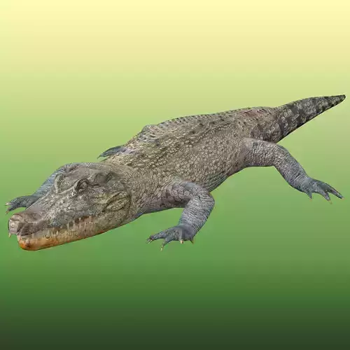 Crocodile Rigged