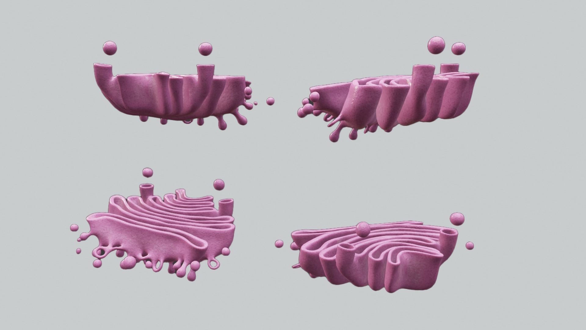 Golgi Apparatus Anatomy Low-poly 3D model_3