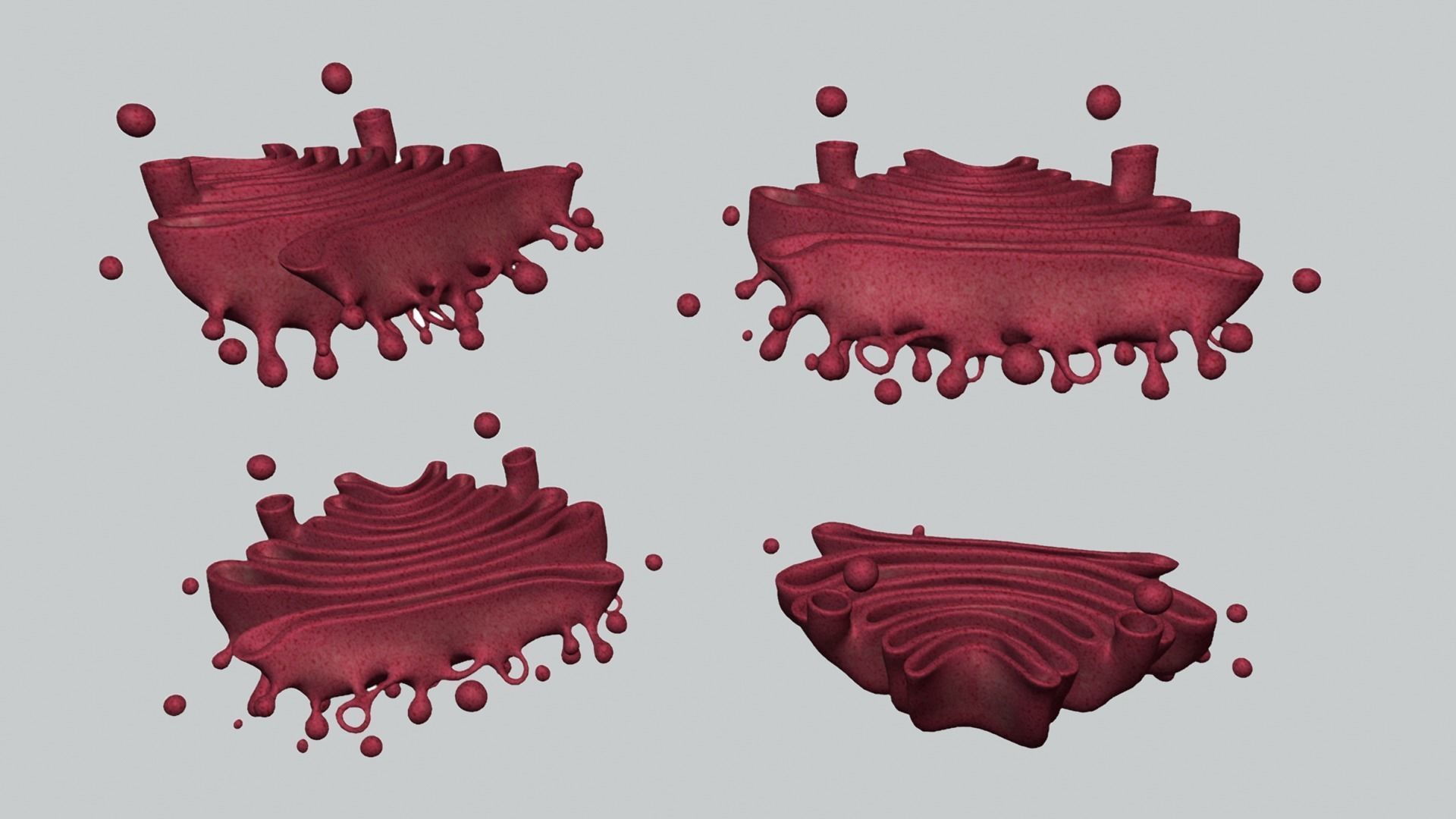 Golgi Apparatus Anatomy Low-poly 3D model_6