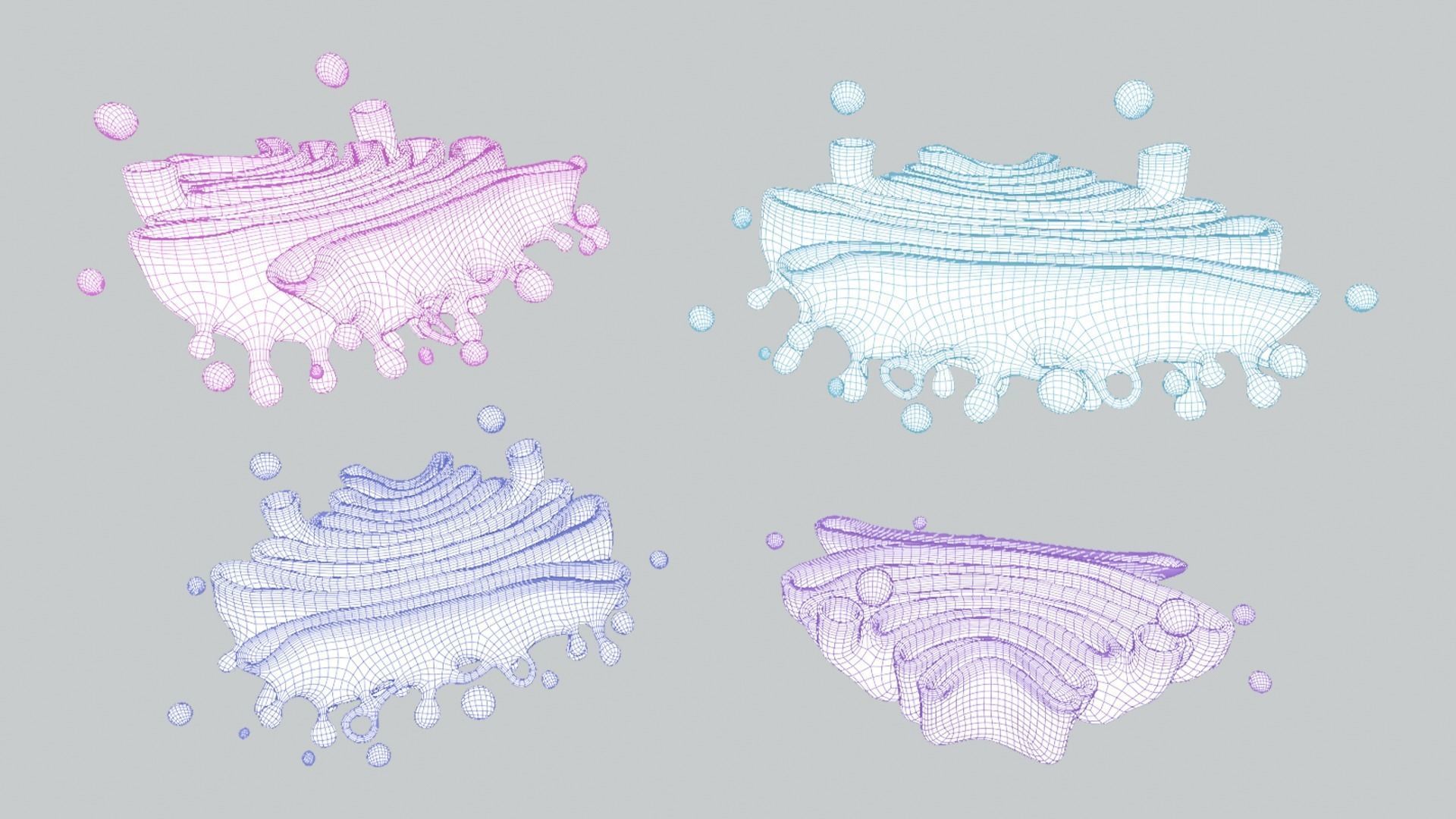 Golgi Apparatus Anatomy Low-poly 3D model_9