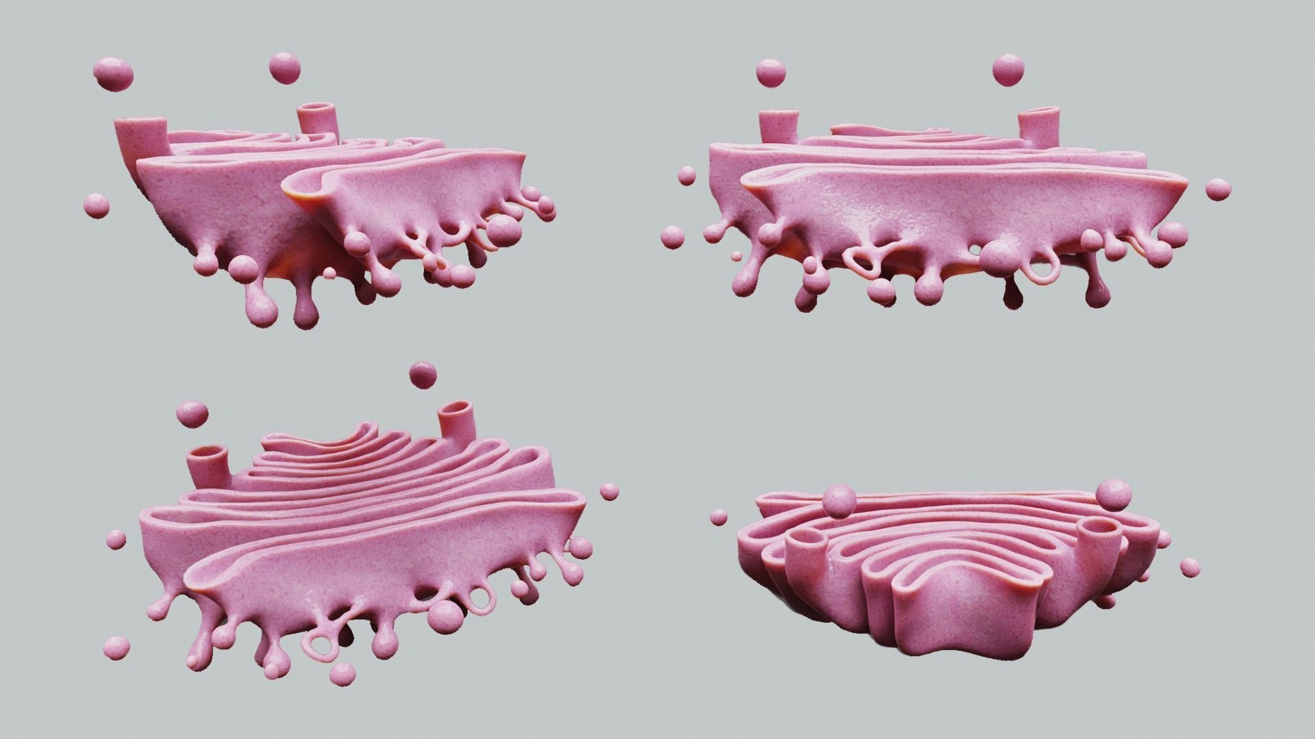 Golgi Apparatus Anatomy Low-poly 3D model_1