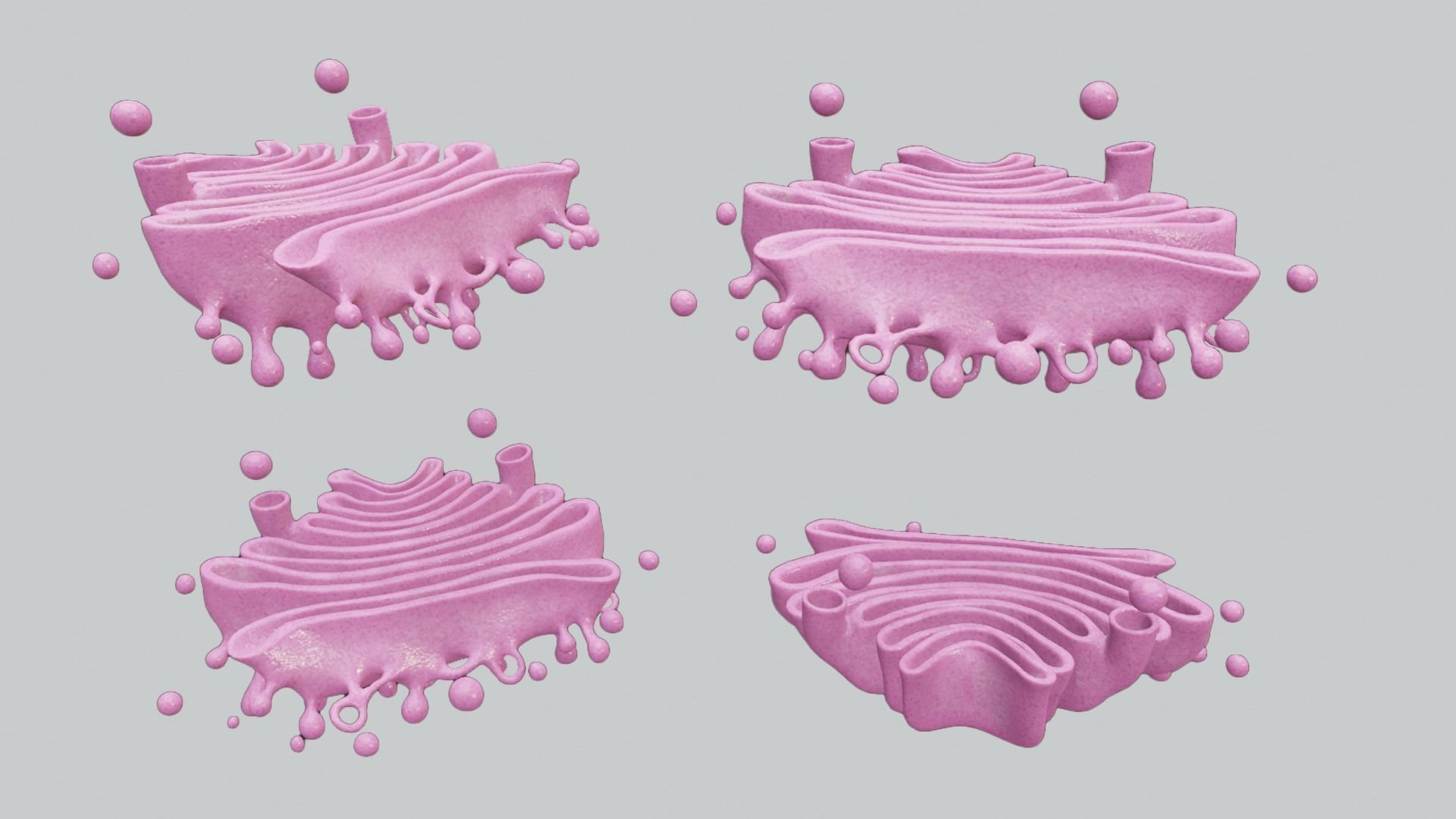 Golgi Apparatus Anatomy Low-poly 3D model_2