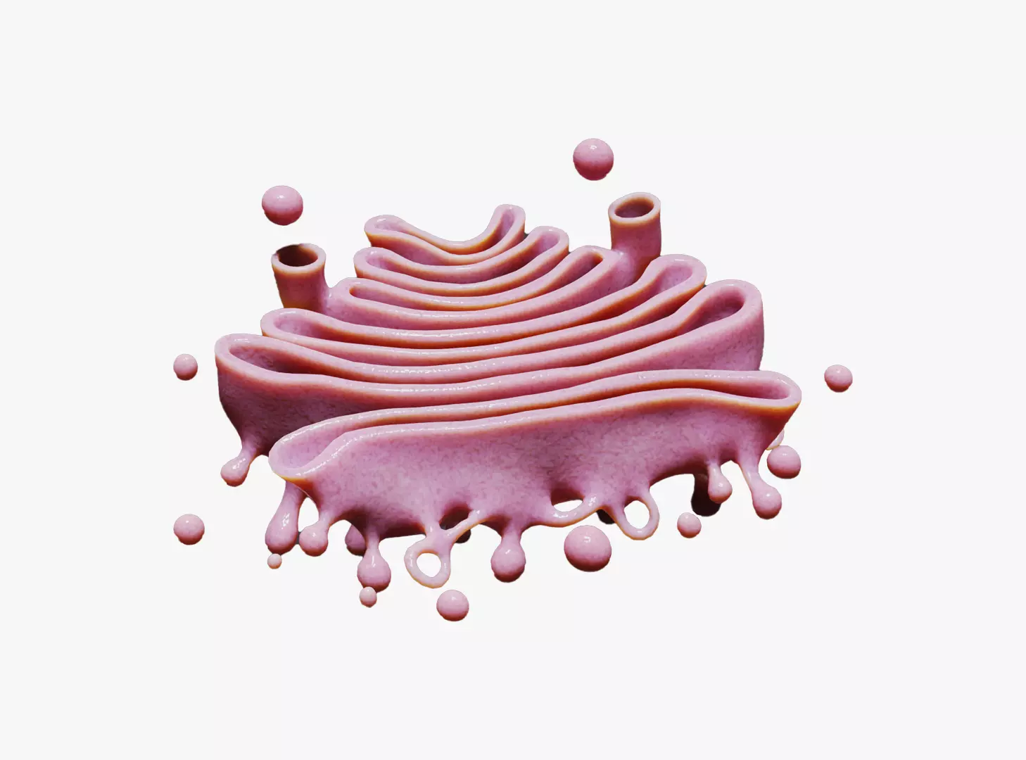 Golgi Apparatus Anatomy Low-poly 3D model_0