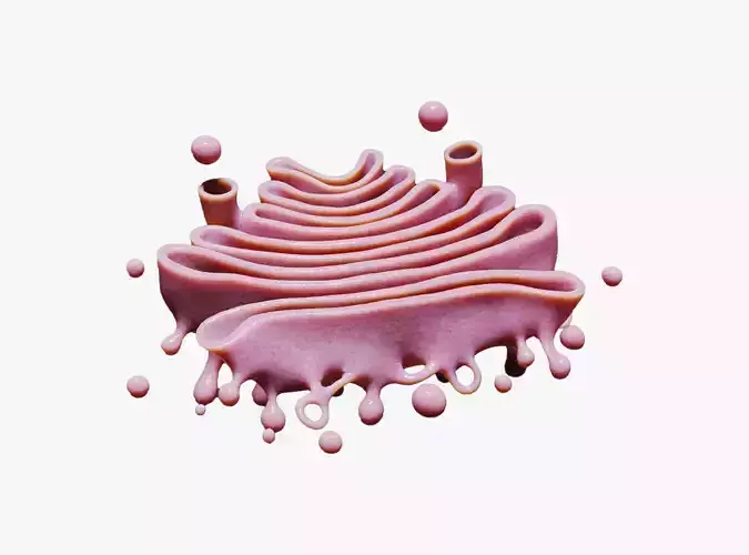 Golgi Apparatus Anatomy Low-poly 3D model