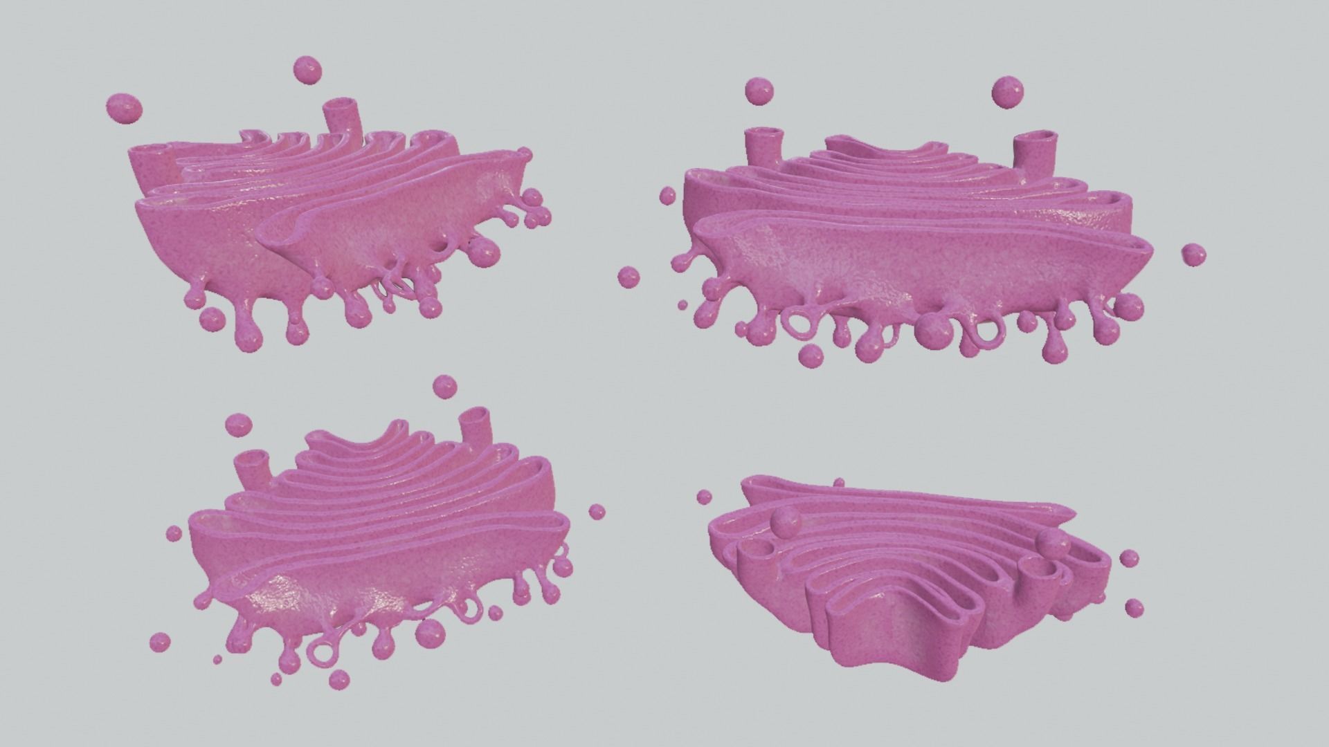 Golgi Apparatus Anatomy Low-poly 3D model_5