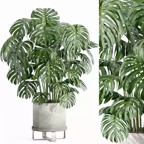 Indoor plant - set 27