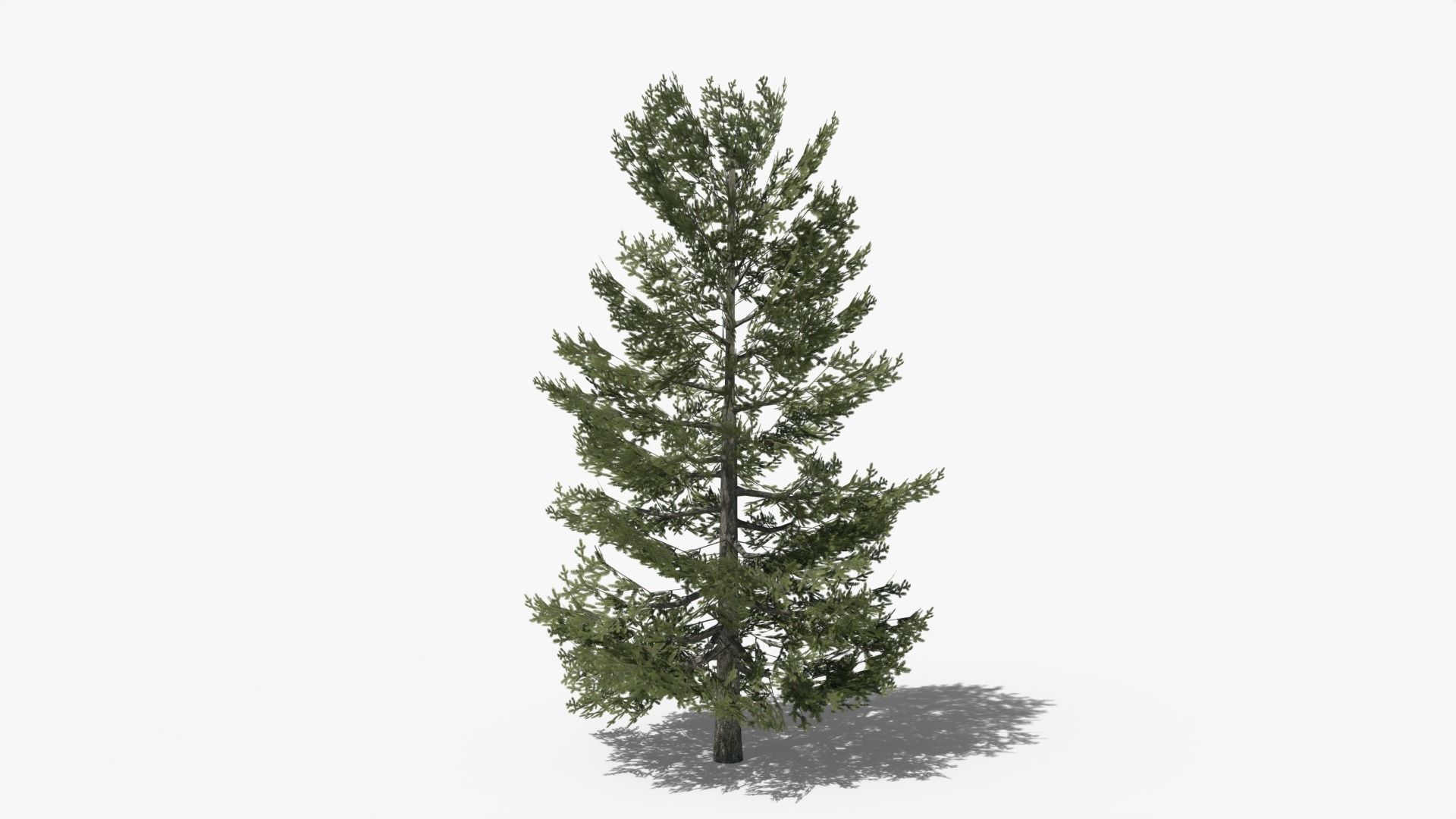 Lowpoly Pine v10 Low-poly 3D model_3