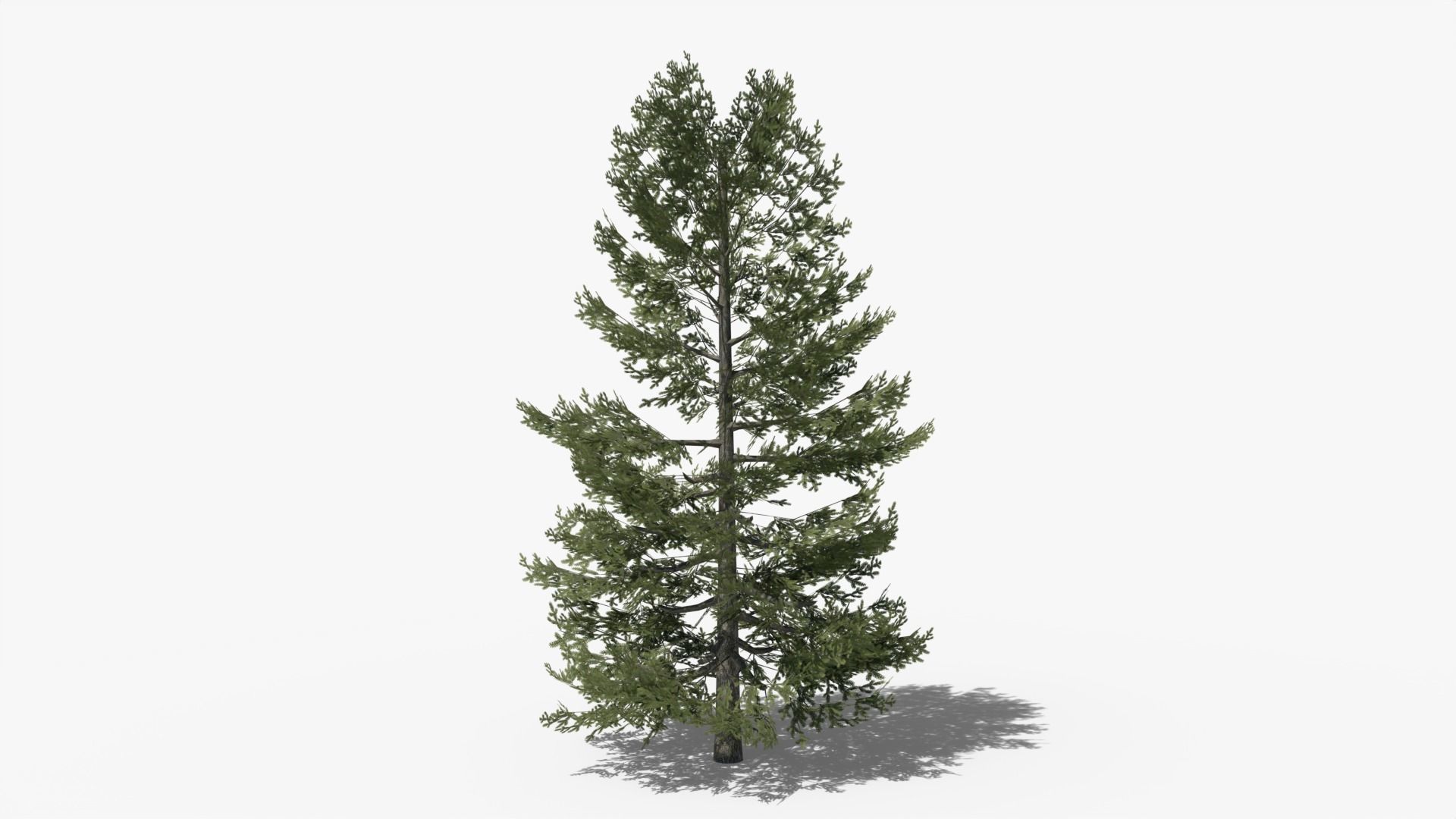 Lowpoly Pine v10 Low-poly 3D model_5