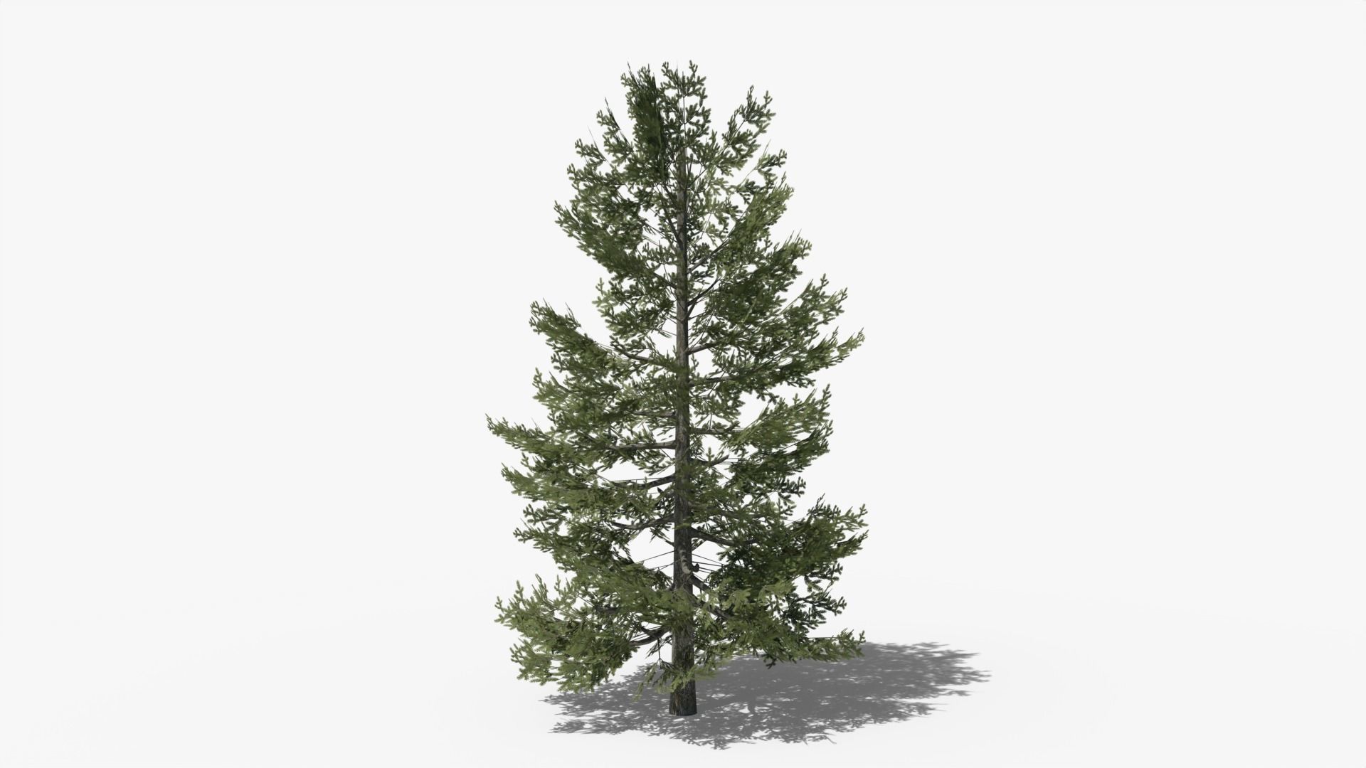 Lowpoly Pine v10 Low-poly 3D model_4