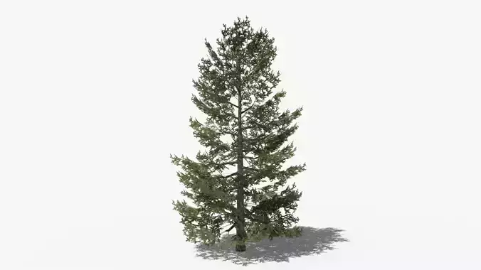 Lowpoly Pine v10 Low-poly 3D model
