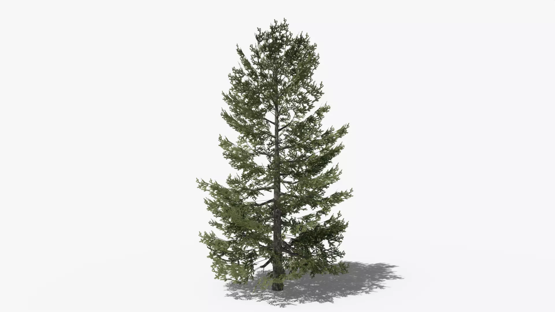 Lowpoly Pine v10 Low-poly 3D model_0