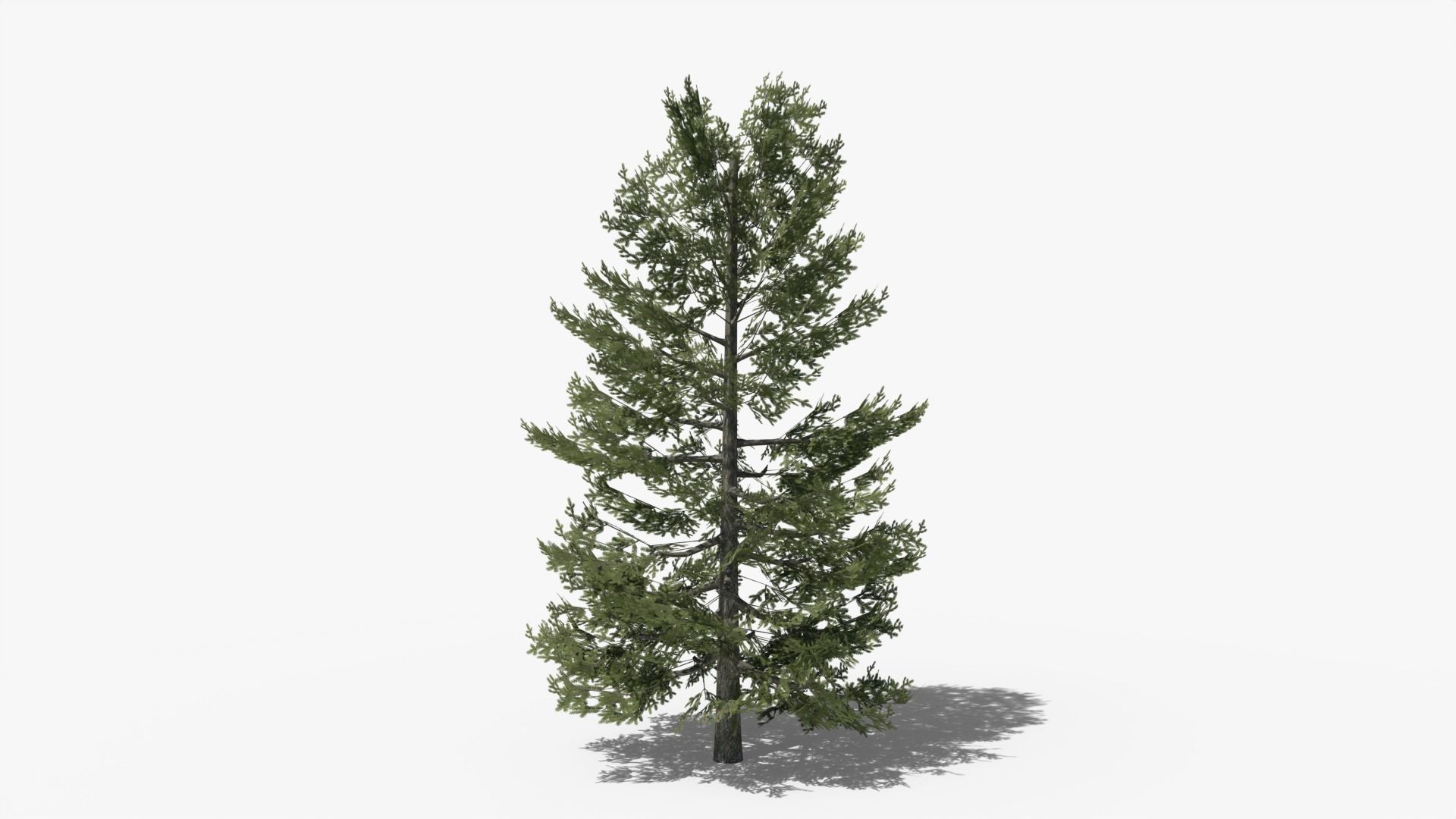 Lowpoly Pine v10 Low-poly 3D model_2
