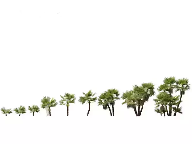 Acoelorrhaphe wrightii - Everglades palm 3D model