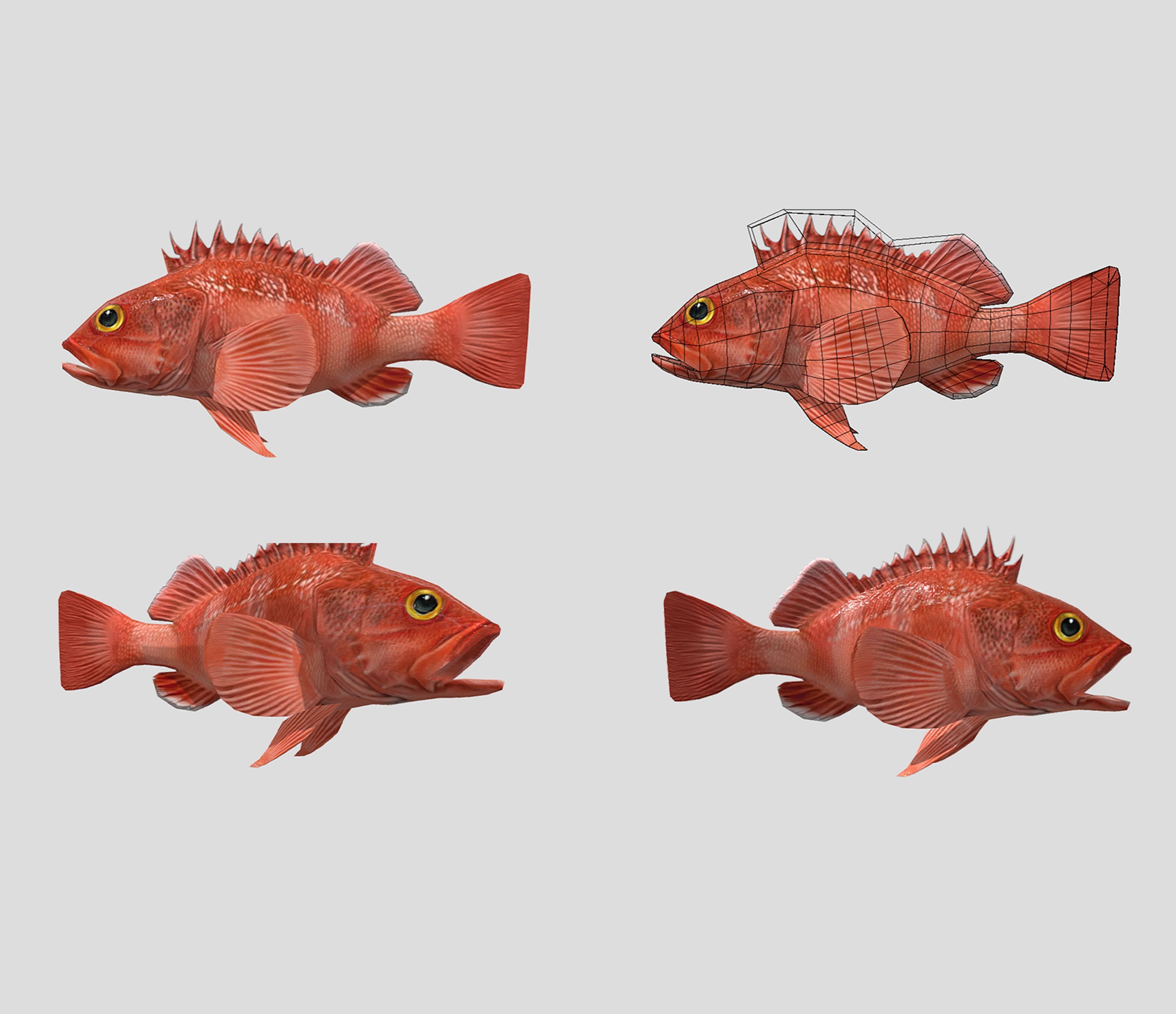 Fish Collection Animated - Game Ready Pack 5 _9